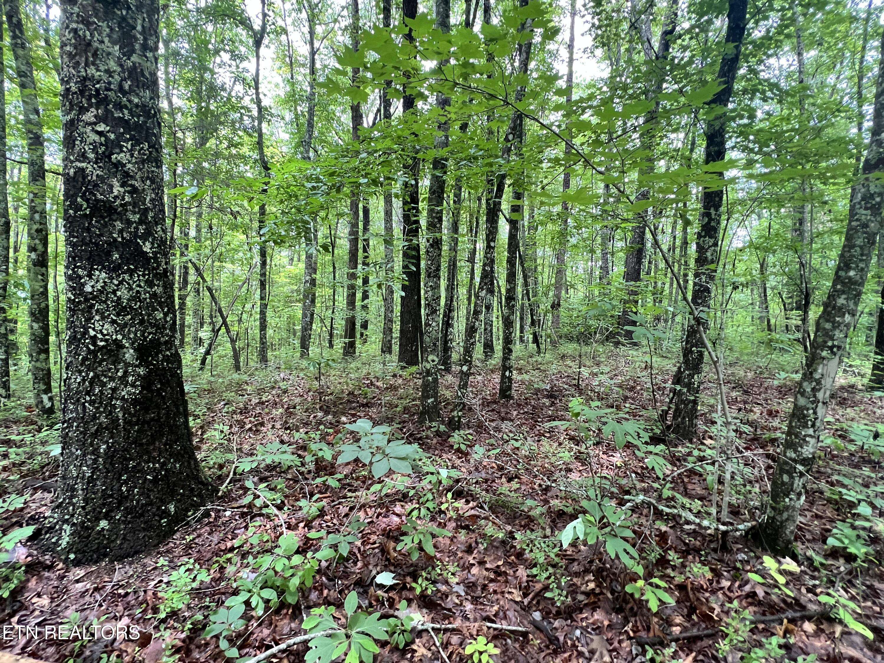 Oneida, TN 37841,TRACT 4 ROB WATSON Rd