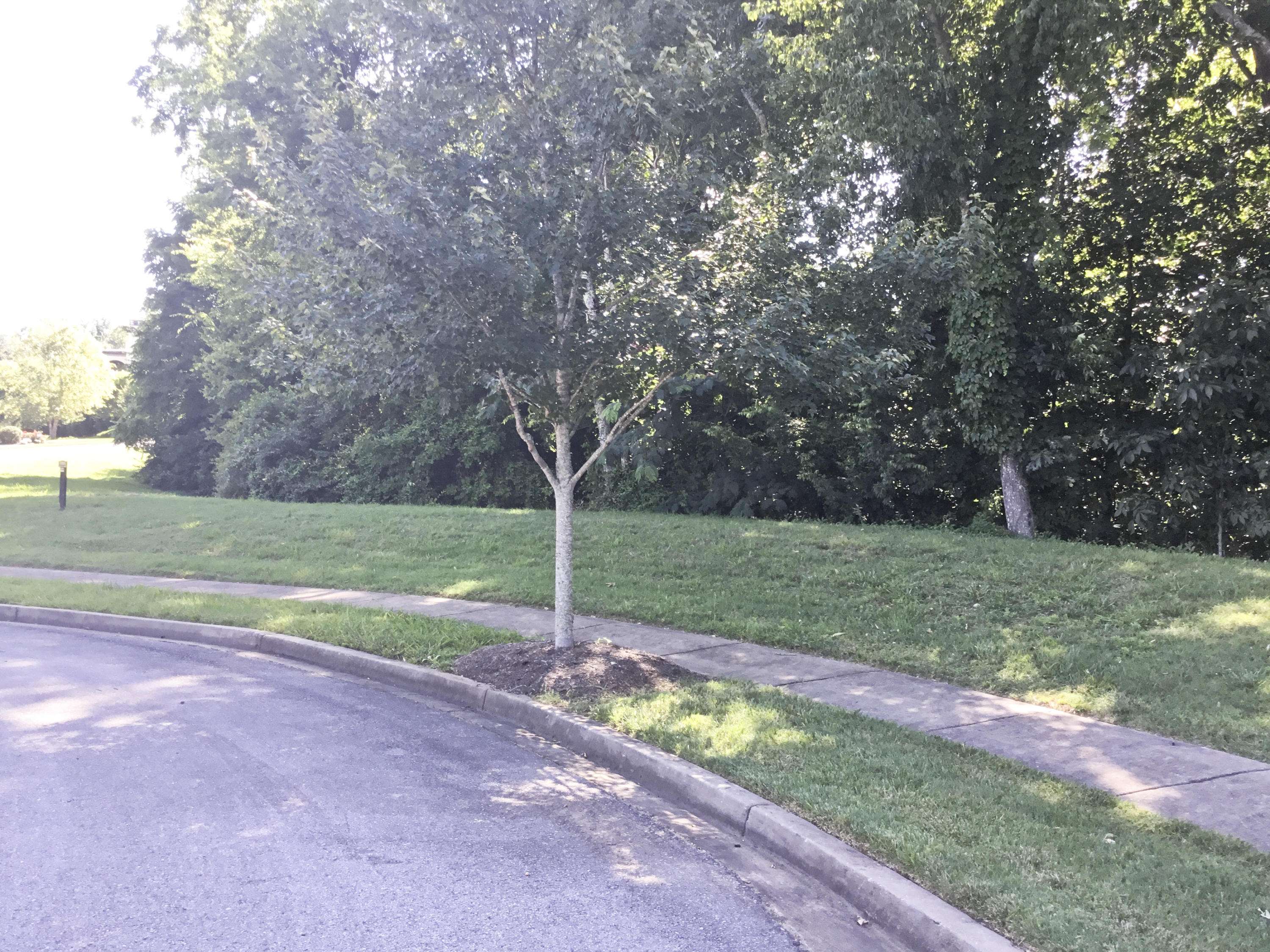 Knoxville, TN 37934,Lot 101 Hammock LN