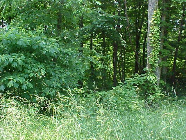 Rutledge, TN 37861,Lot 50 Cherokee DR