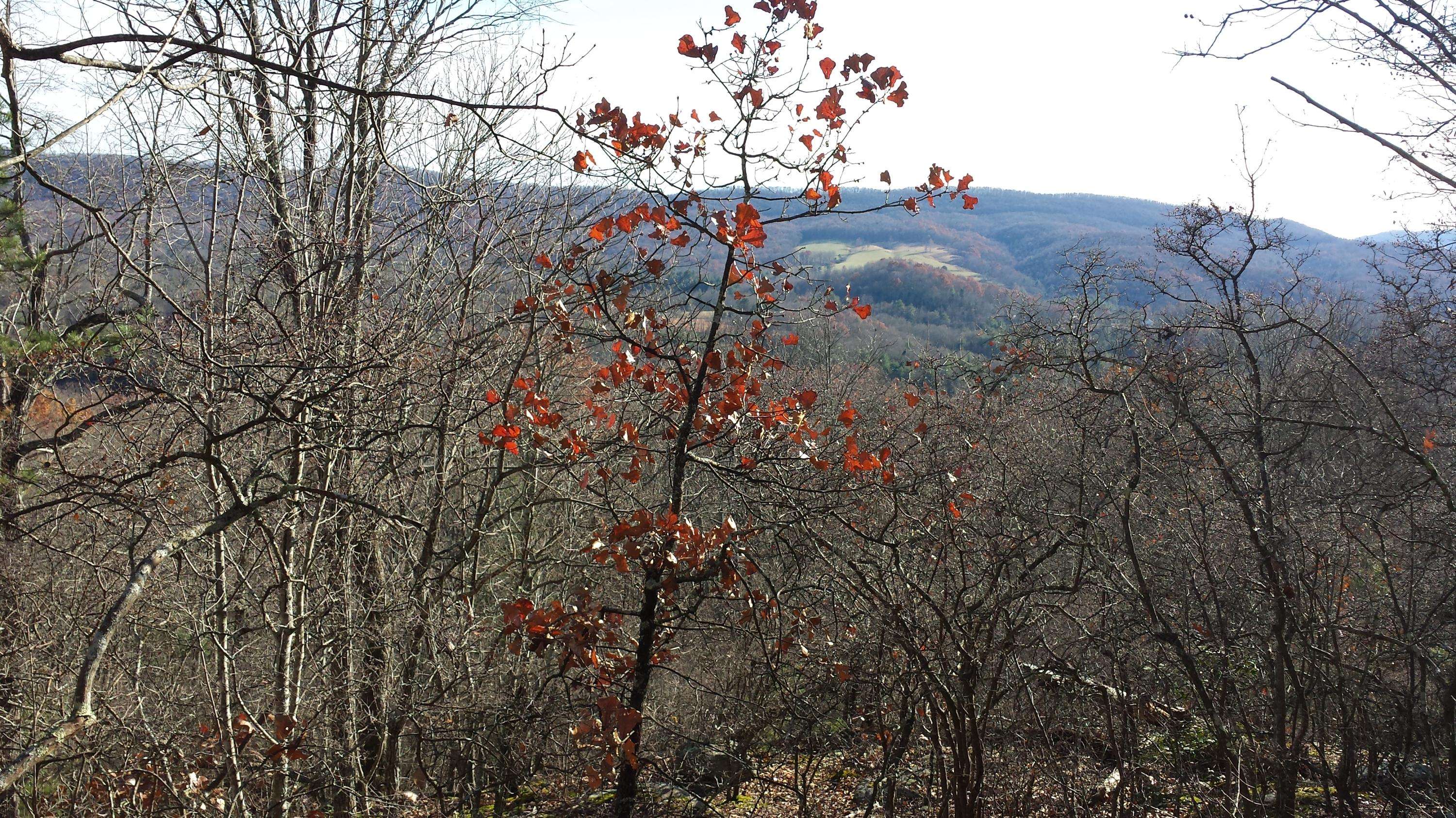 Harriman, TN 37748,Green Ridge Trail - Lot #44