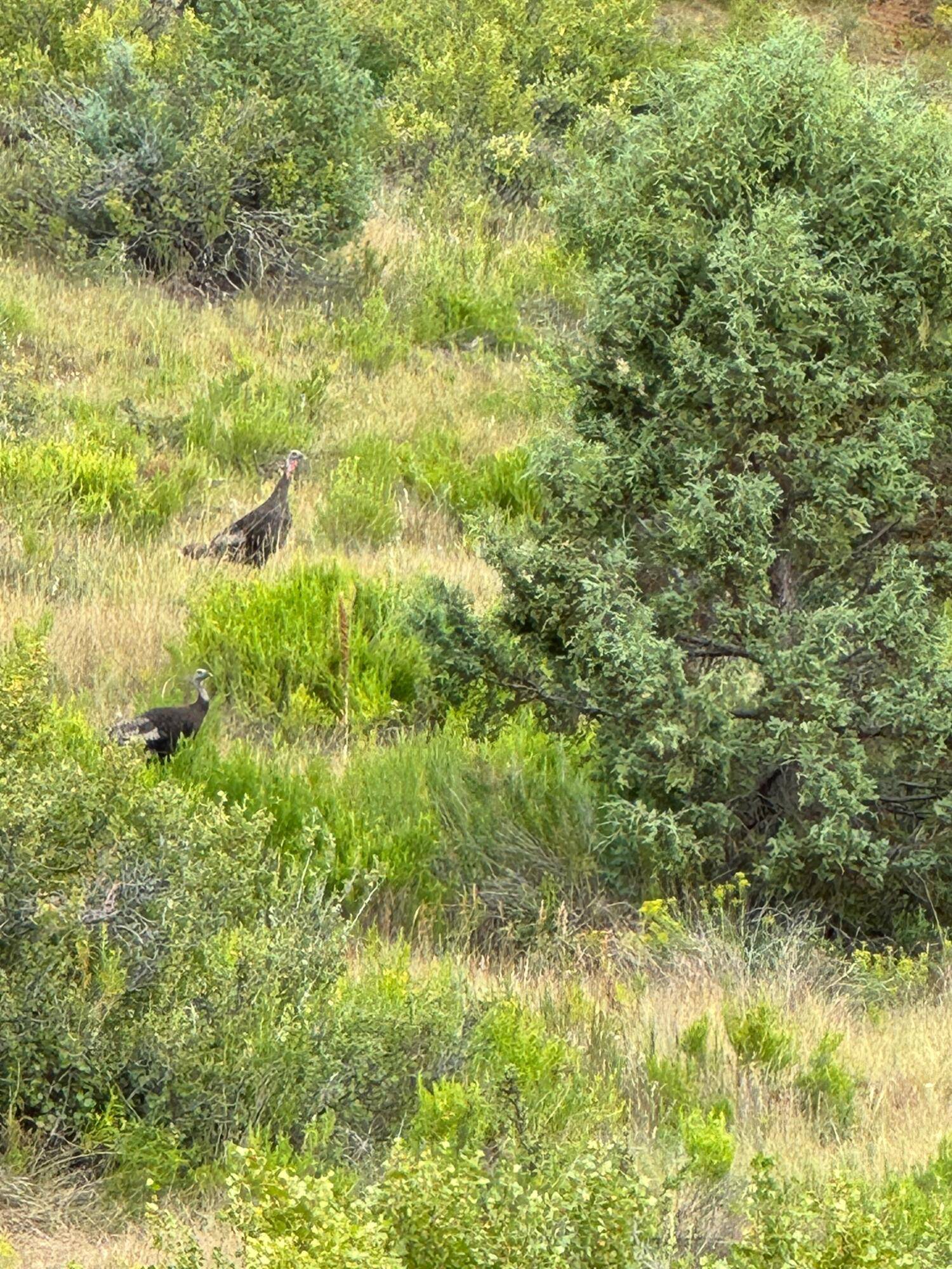 Duck Creek Village, UT 84762,2450 W. Manitoban Trail