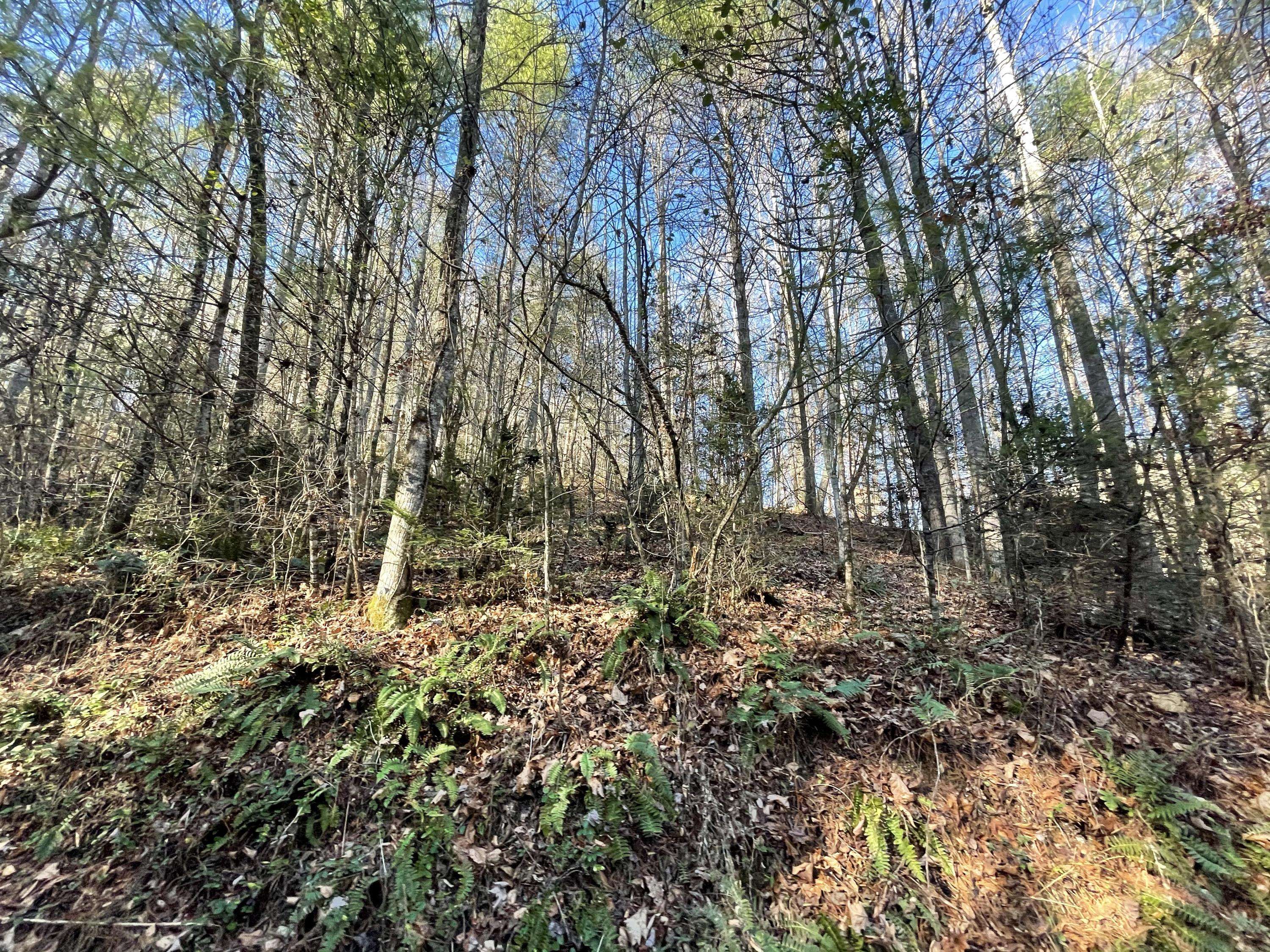 Hartford, TN 37753,000 Rabbit Hill RD