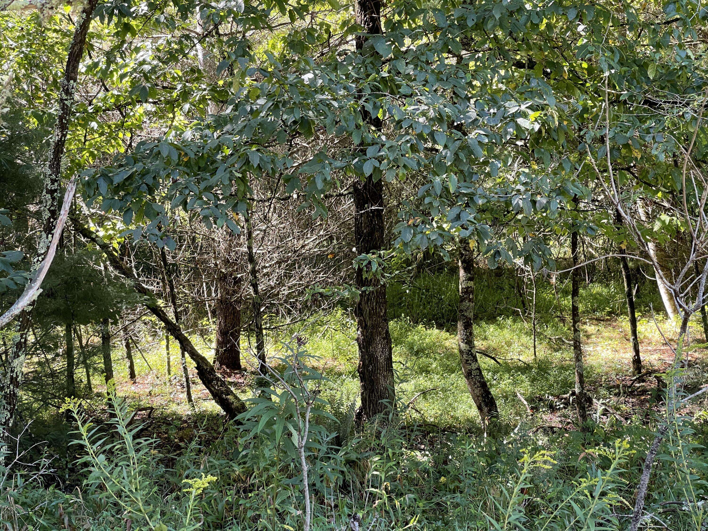 Butler, TN 37640,Tbd Hide Away Drive