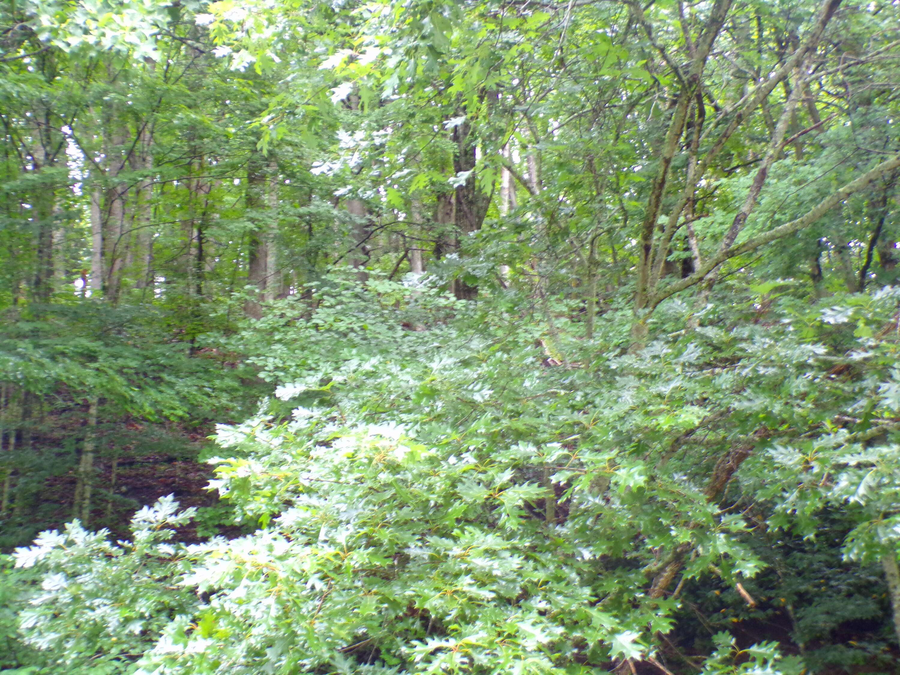 Roan Mountain, TN 37687,Tbd Tiger Creek RD