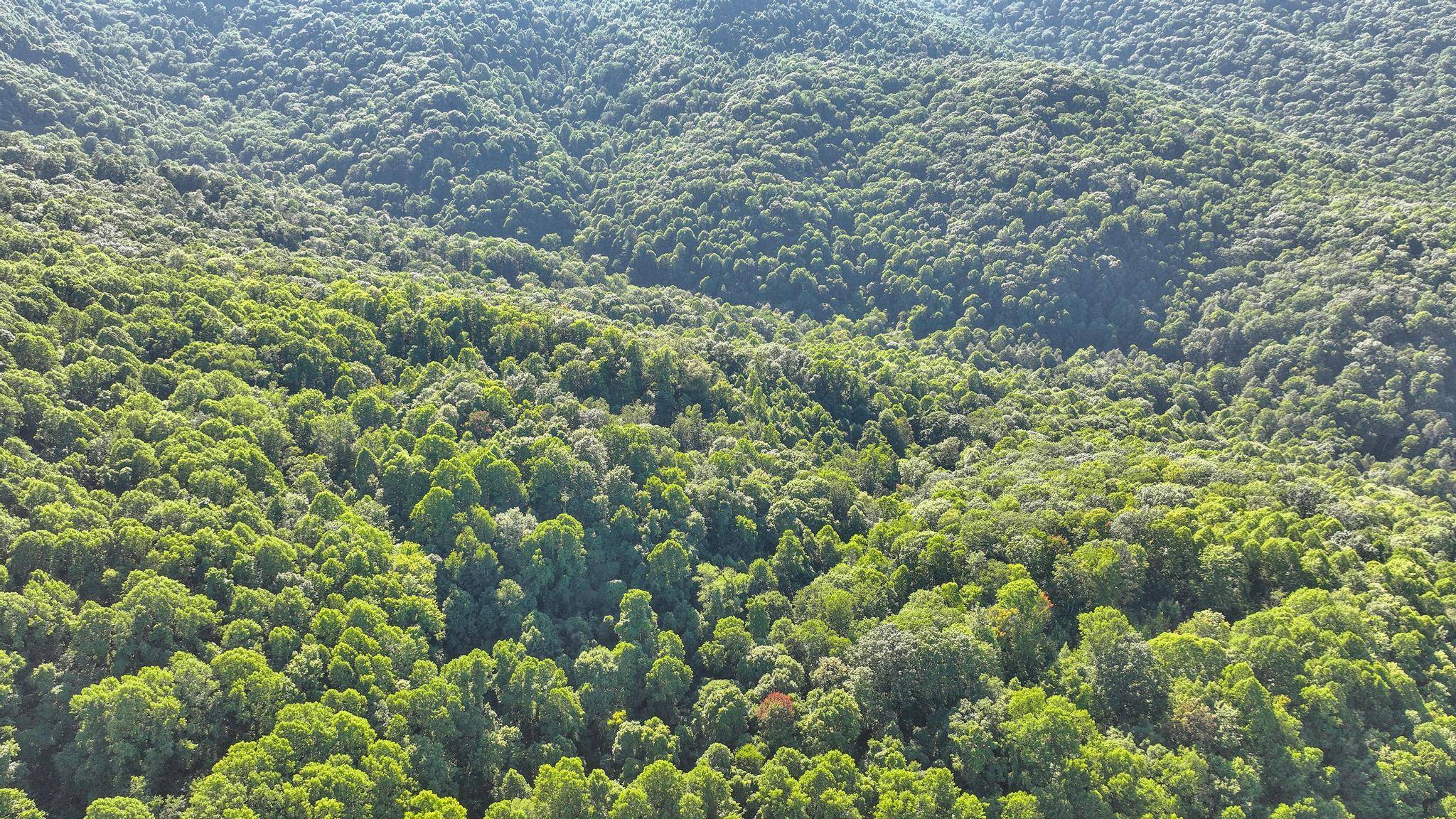 Norton, VA 24273,Tbd Nettle Patch