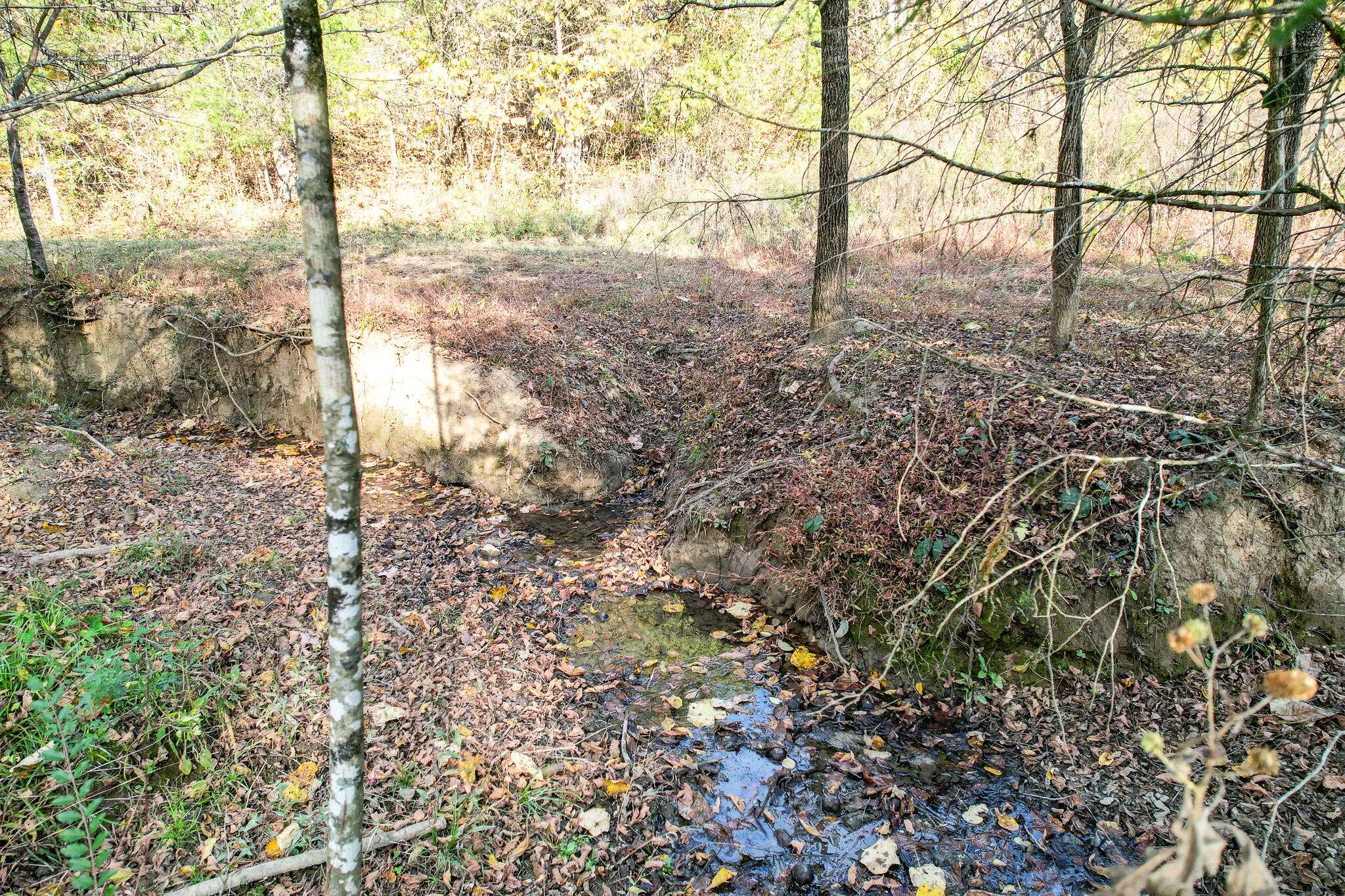 Greeneville, TN 37745,35 Ac Payne Hollow Rd