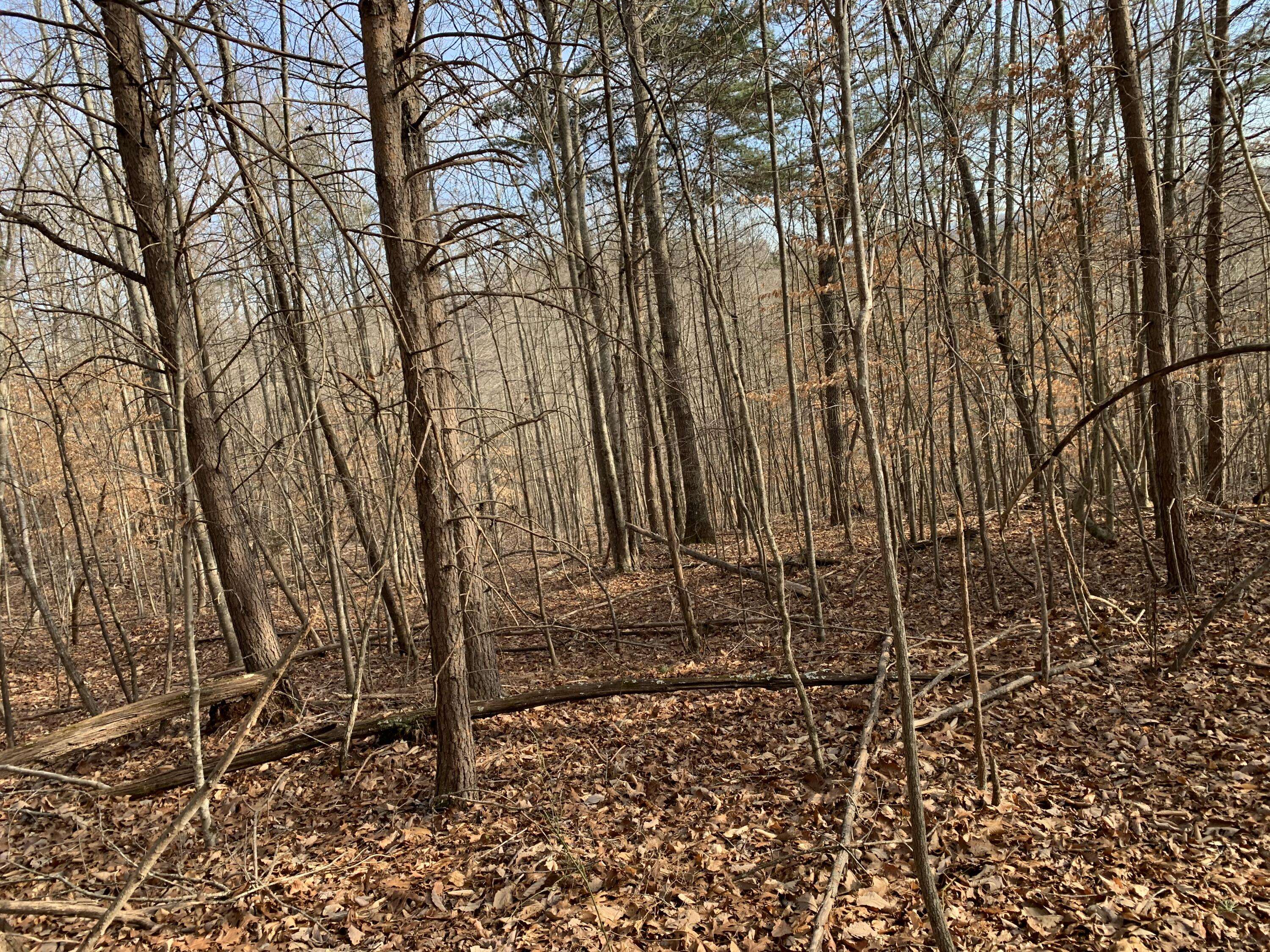 New Tazewell, TN 37825,Lot 161 Whistle Valley RD