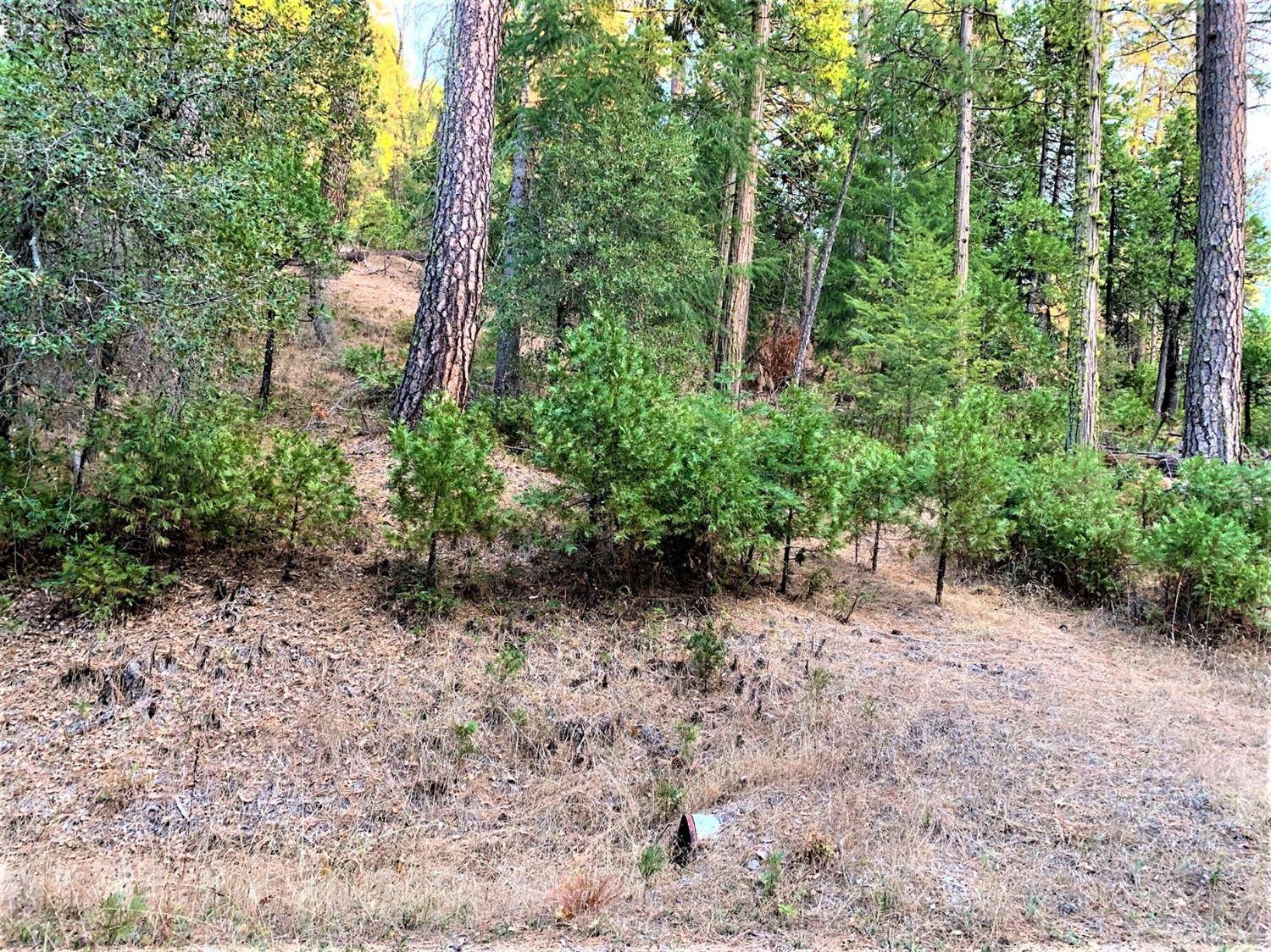 West Point, CA 95255,1901 Lily Valley Circle