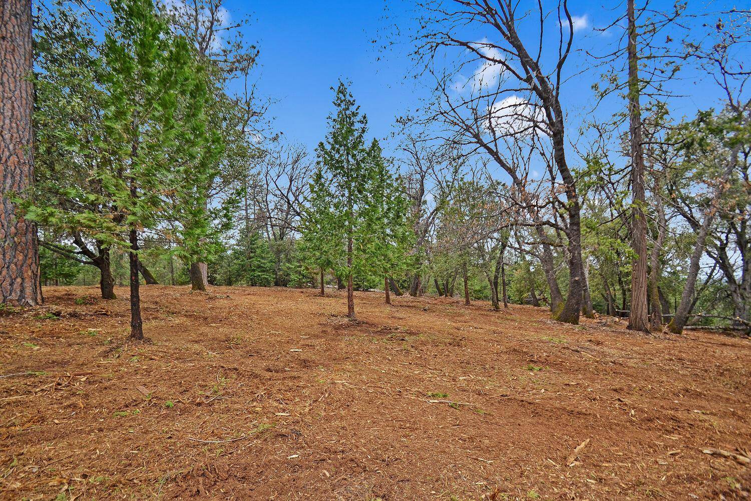 Volcano, CA 95689,20295 Shake Ridge