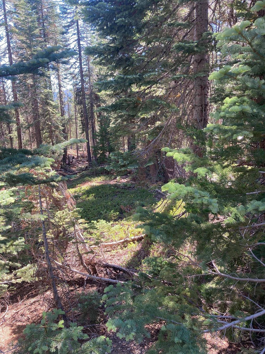 Bucks Lake, CA 95971,1316 Cleghorn DR