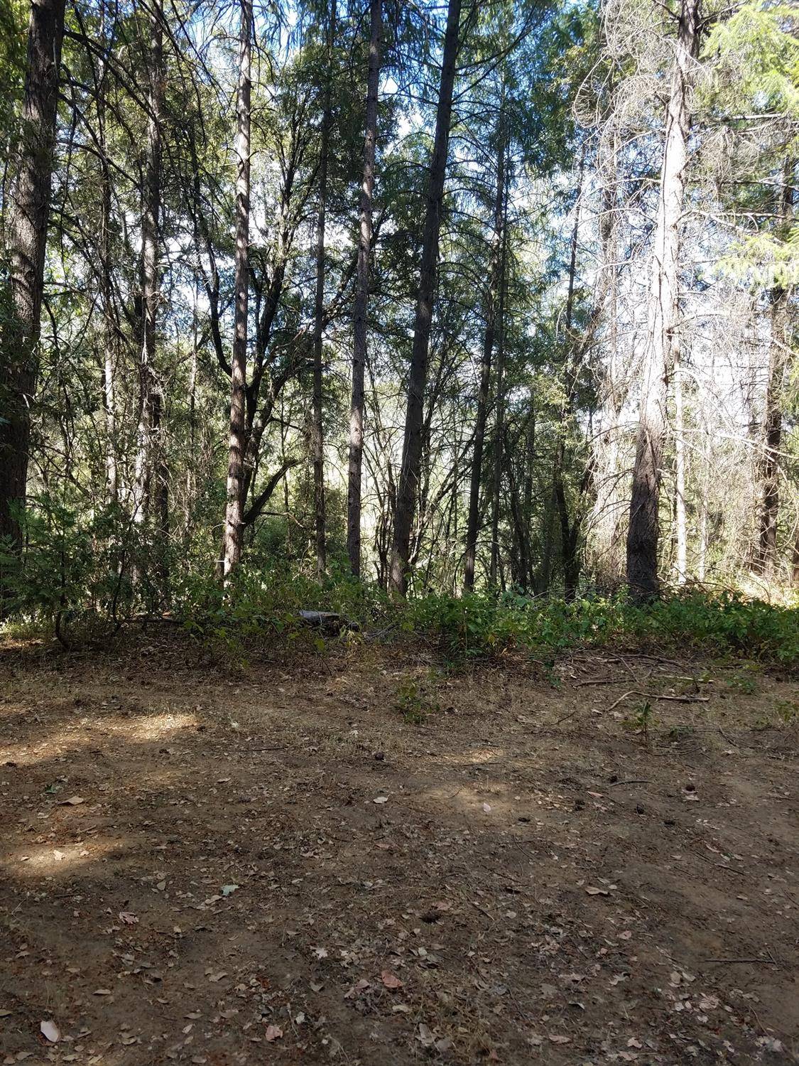 West Point, CA 95255,700 Cedar LN