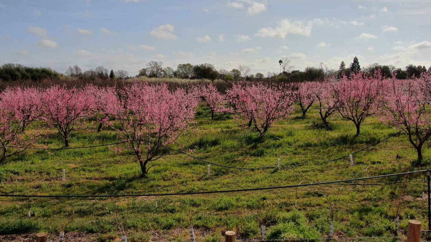 Orangevale, CA 95662,6702 Filbert AVE