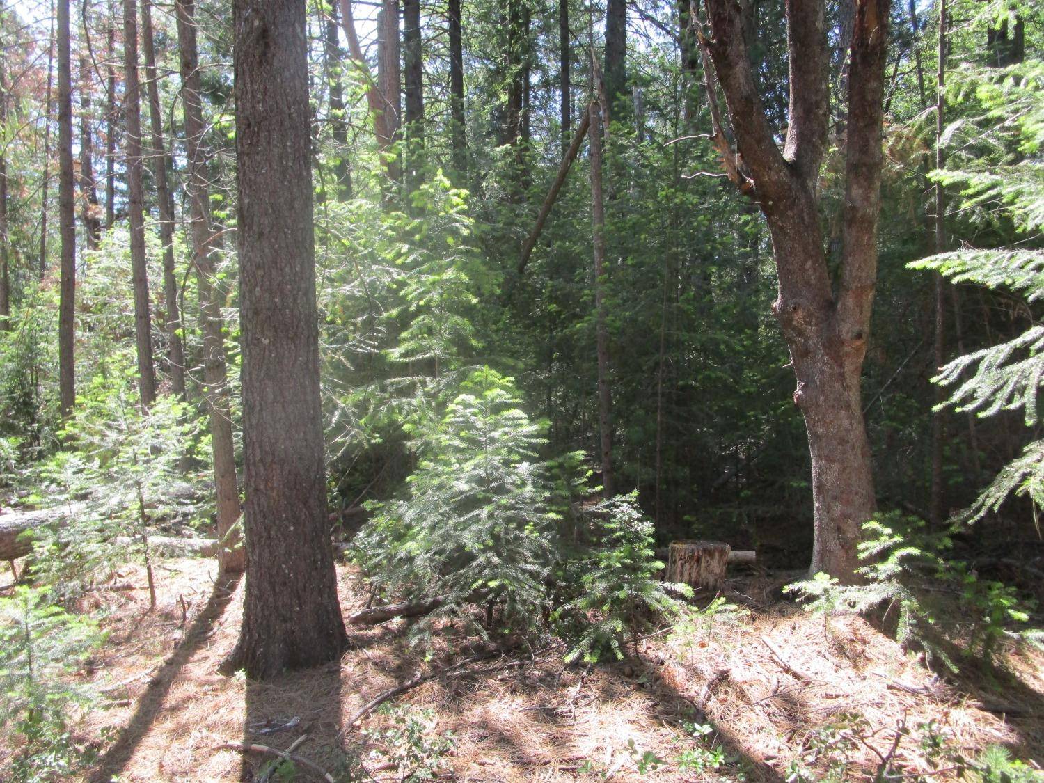 North San Juan, CA 95960,10 Miwok CT