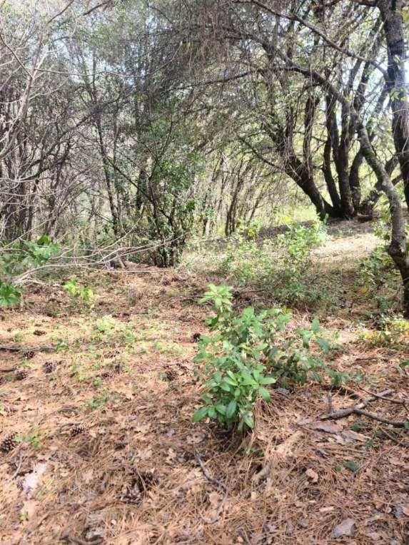 Greenwood, CA 95635,4685 Esmo RD