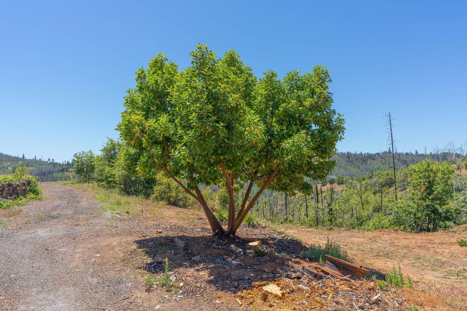 Mountain Ranch, CA 95246,6914 W Old Emigrant Trail