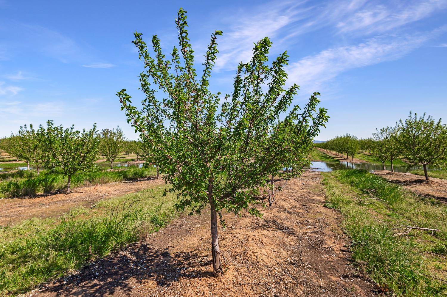 Palermo, CA 95965,0 Lone Tree