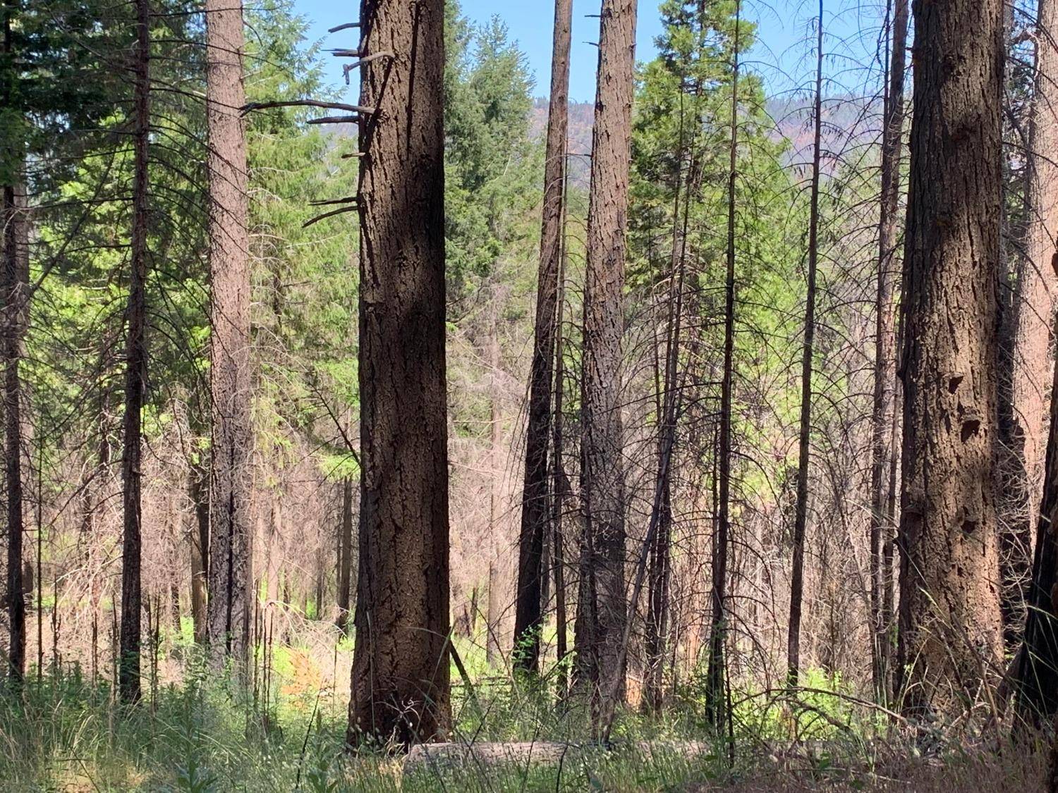 Grizzly Flats, CA 95636,5026 Old Mine RD