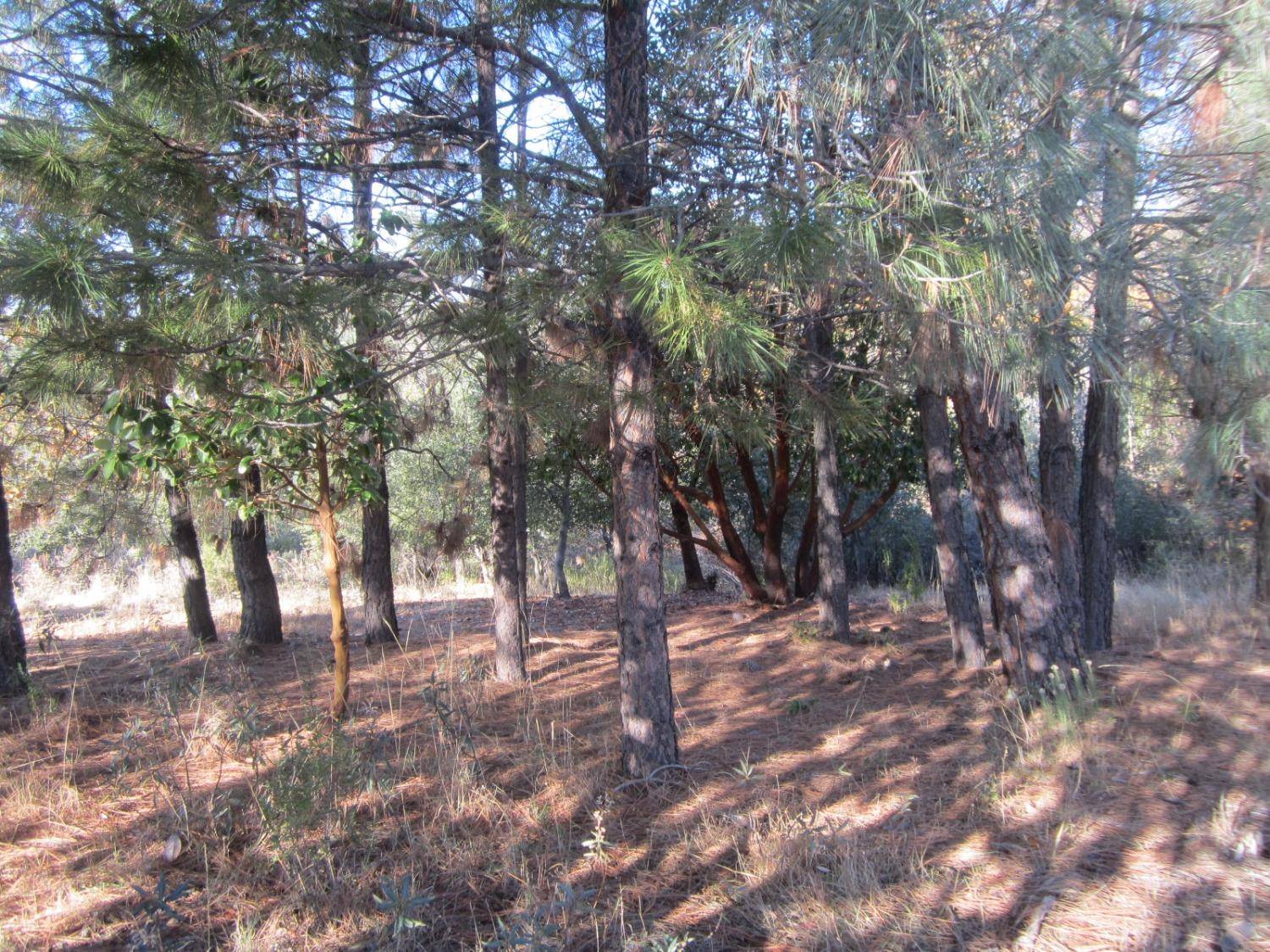 Placerville, CA 95667,2928 Dyer WAY