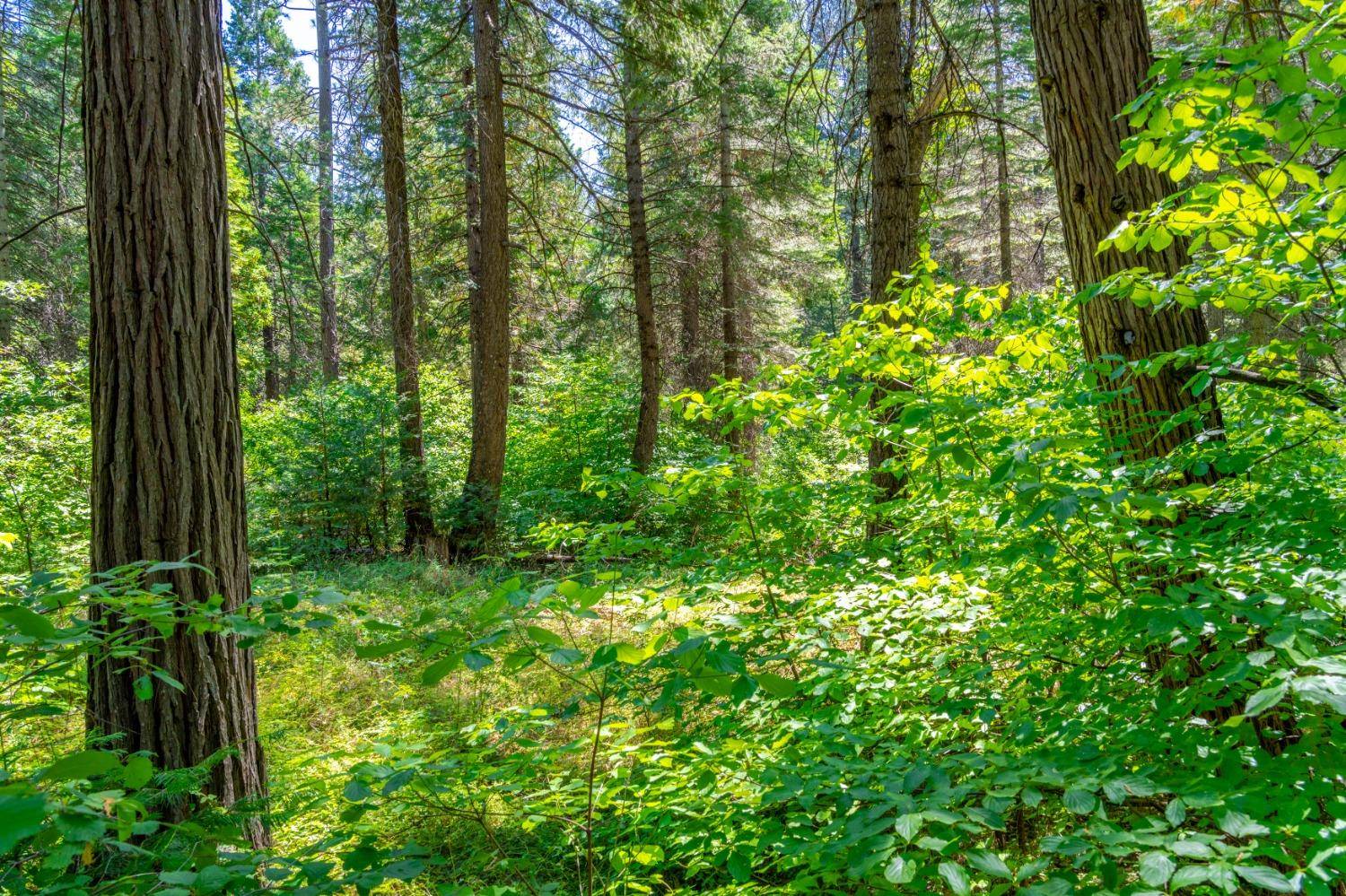 Pollock Pines, CA 95726,TBD Starkes Grade RD