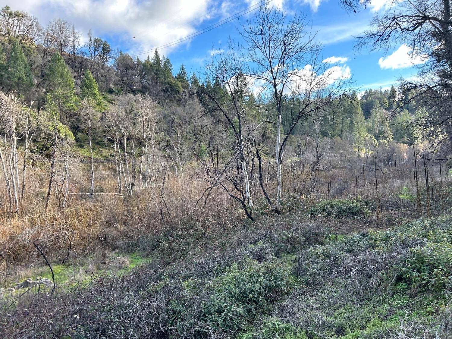 Grass Valley, CA 95949,19996 silver leaf