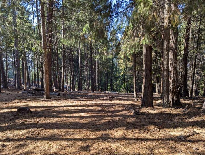 Grizzly Flats, CA 95636,5497 Pine Ridge DR