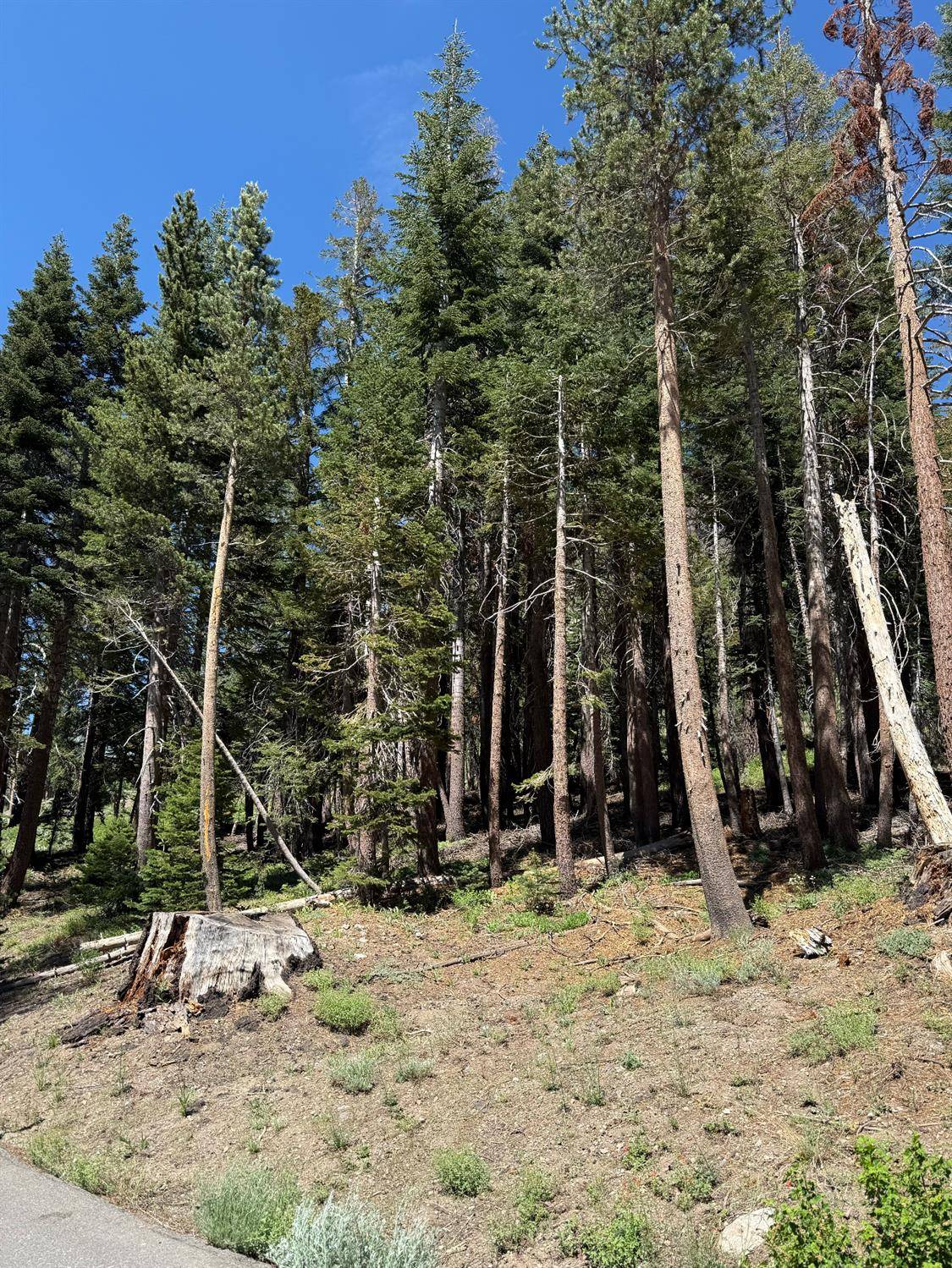 Kirkwood, CA 95646,529 E Meadows DR