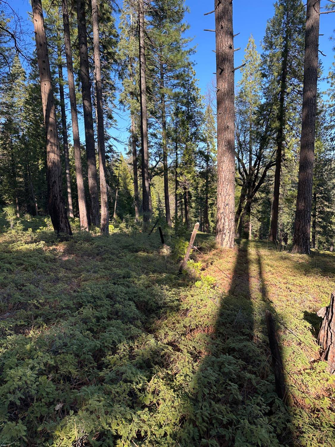Pioneer, CA 95666,27782 Holiday LN