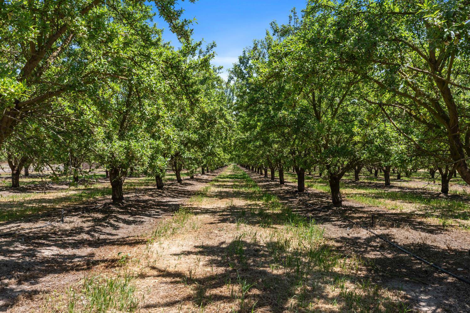 Escalon, CA 95320,16161 S Murphy RD