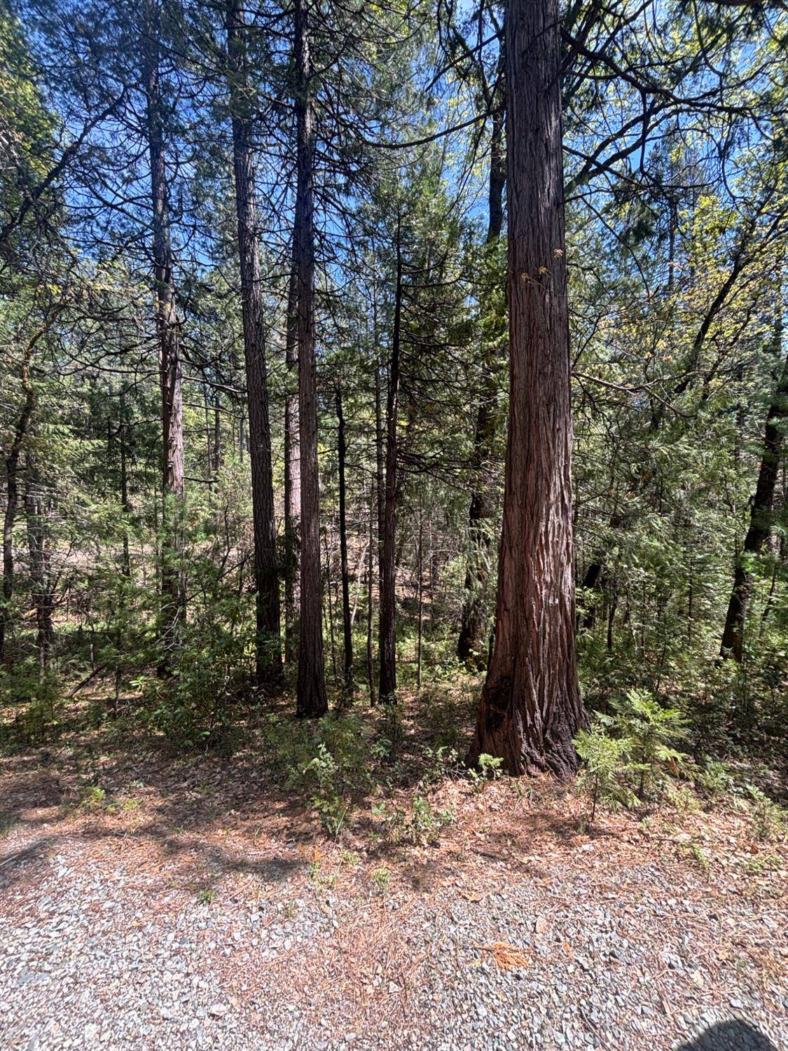 Nevada City, CA 95959,18016 Blue Tent School RD