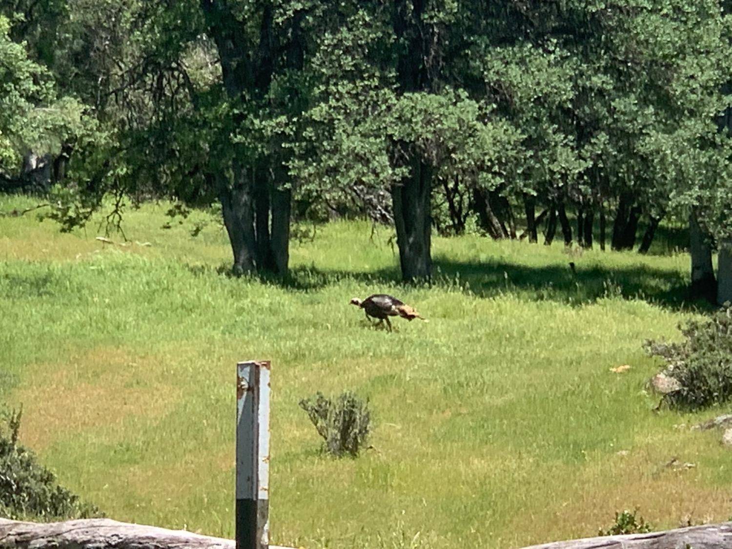 Sonora, CA 95370,0 Lyons Bald Mountain RD