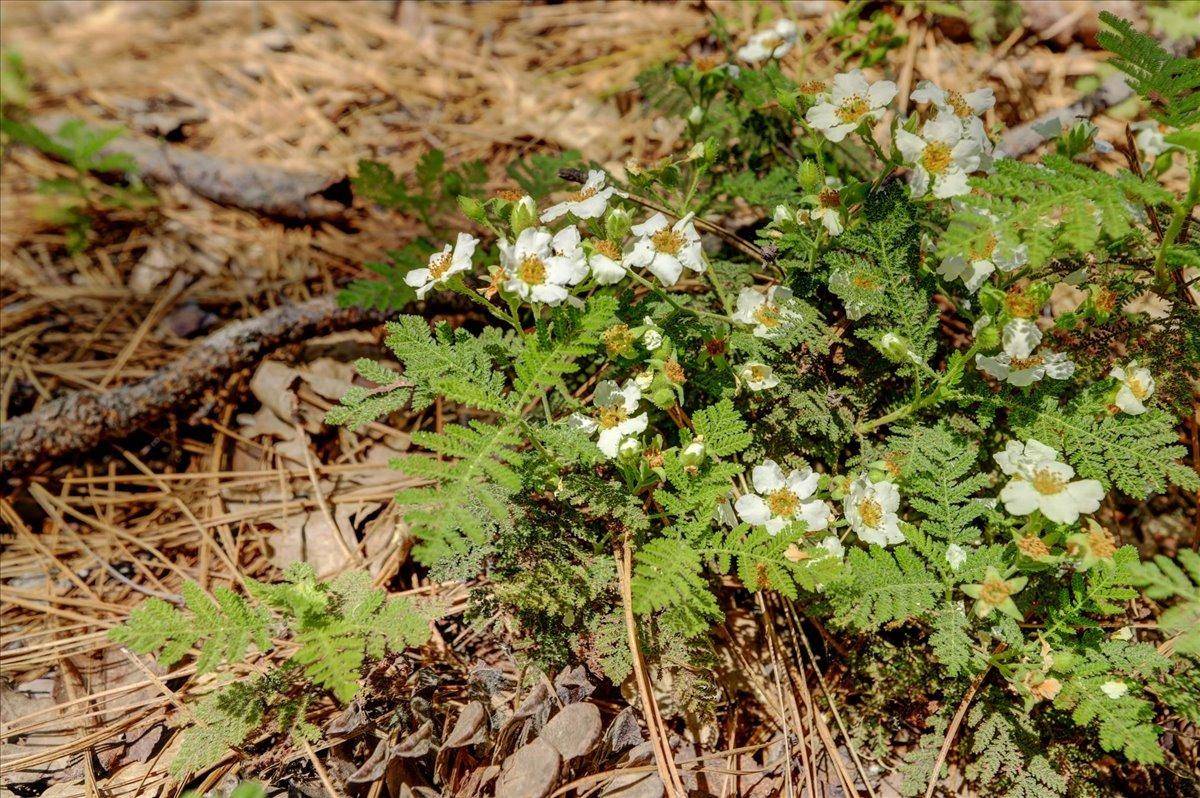 Nevada City, CA 95959,16890 Red Dog RD