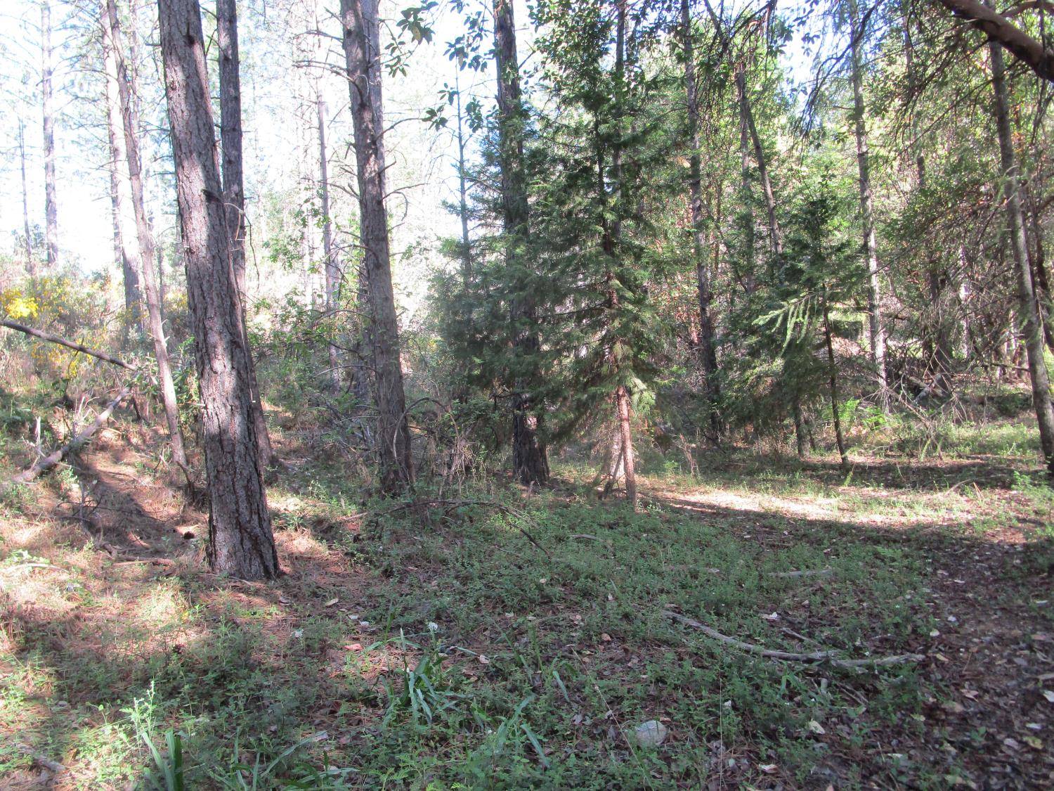Nevada City, CA 95959,15699 Tyler Foote RD
