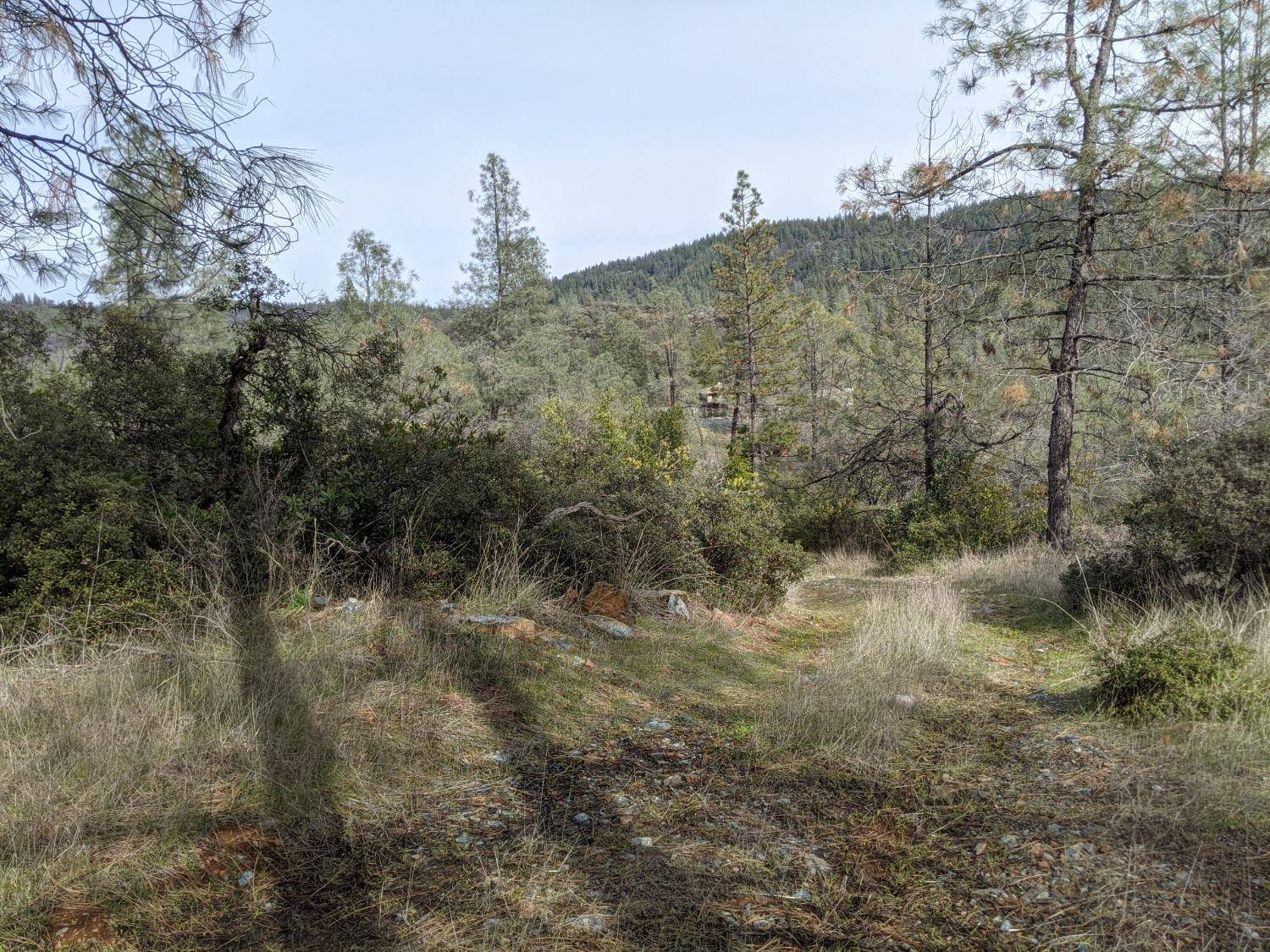 Georgetown, CA 95634,2080 Daffodil