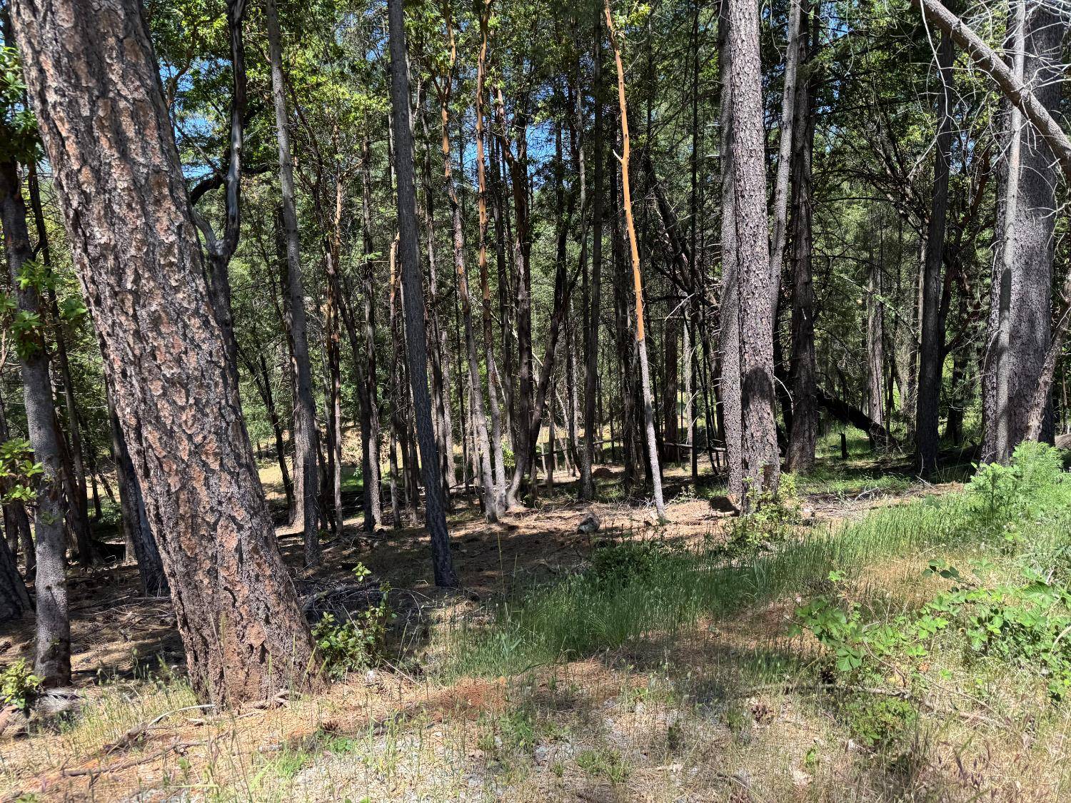Foresthill, CA 95631,20955 Todd Valley RD
