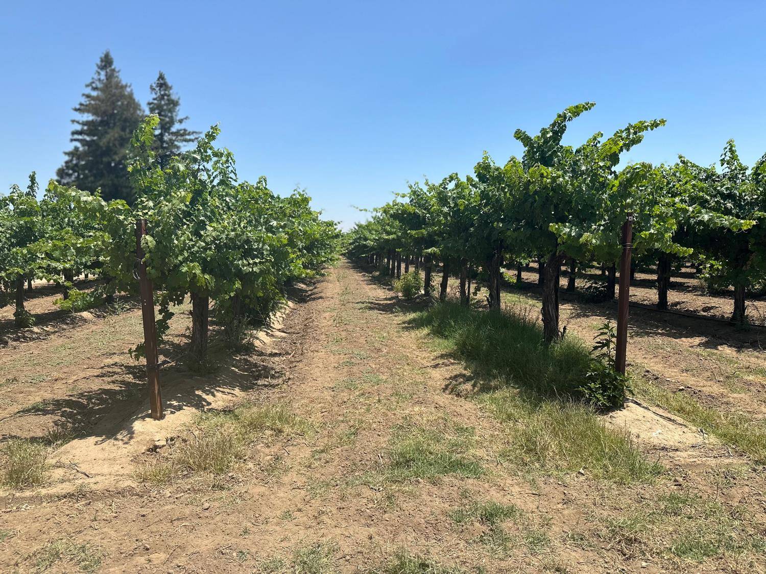 Victor, CA 95253,17490 N Bruella RD