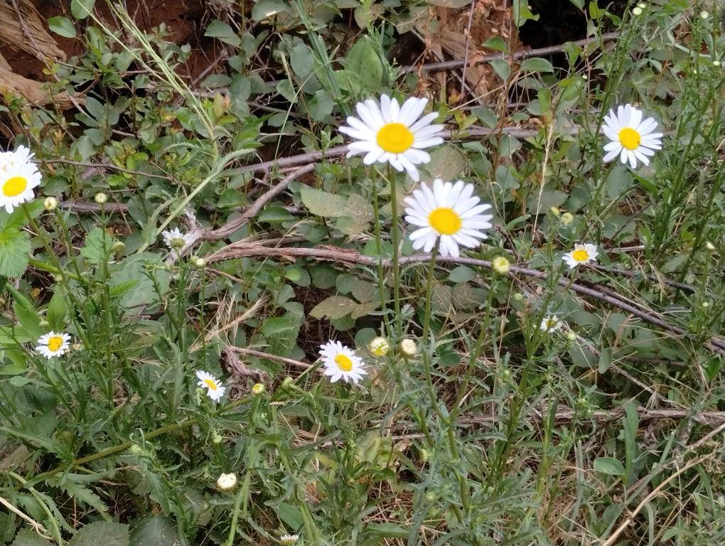 Grass Valley, CA 95945,14629 Rollins Park DR