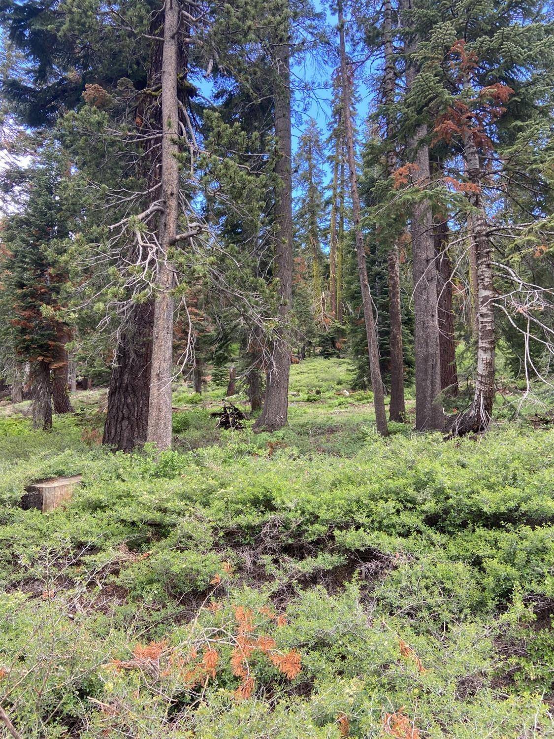 South Lake Tahoe, CA 96150,20621 US Highway 50
