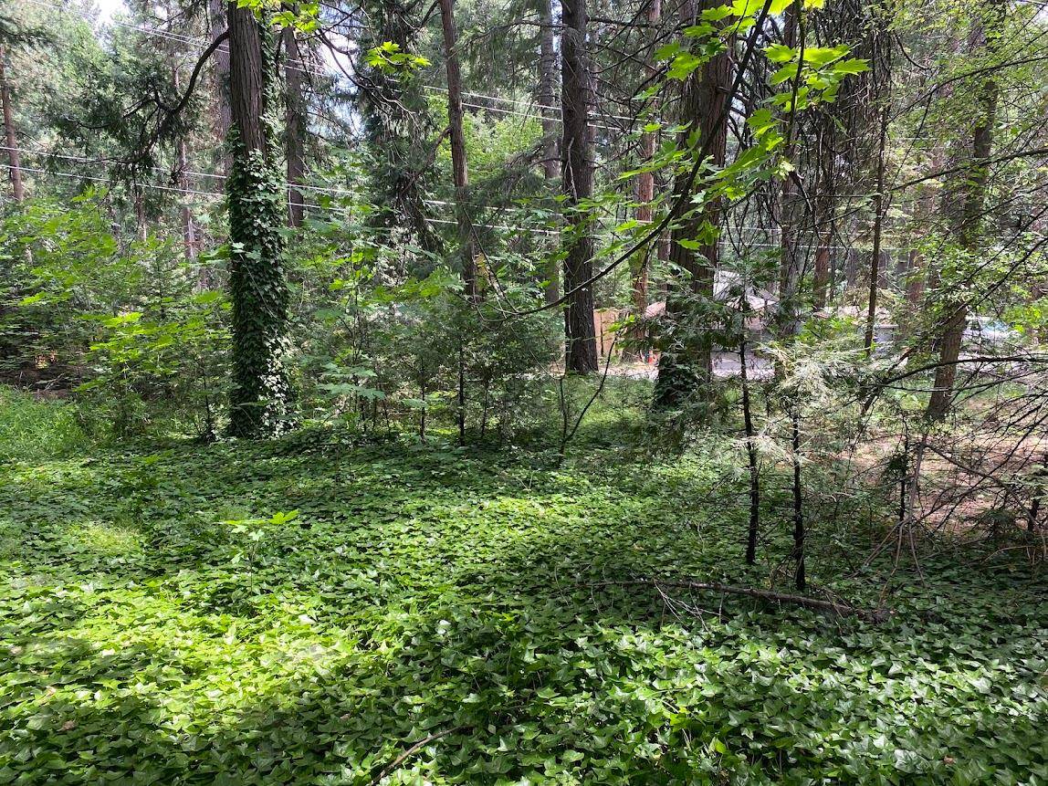 Pollock Pines, CA 95726,3045 Midway AVE