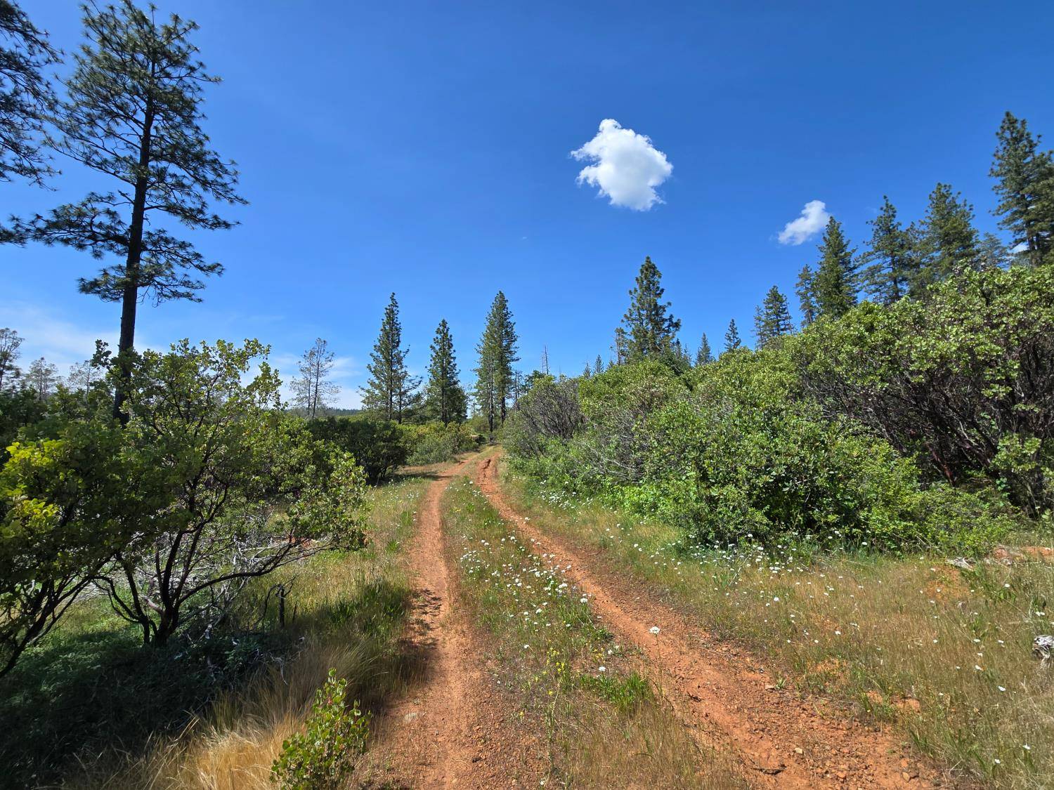 Brownsville, CA 95919,17711 Pamlo WAY