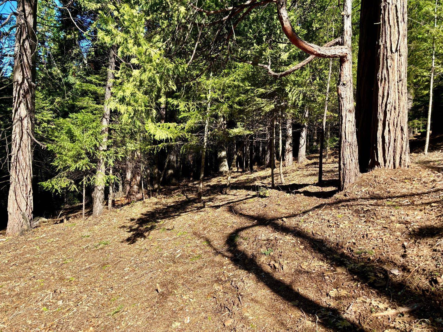 Pollock Pines, CA 95726,0 Park Woods DR