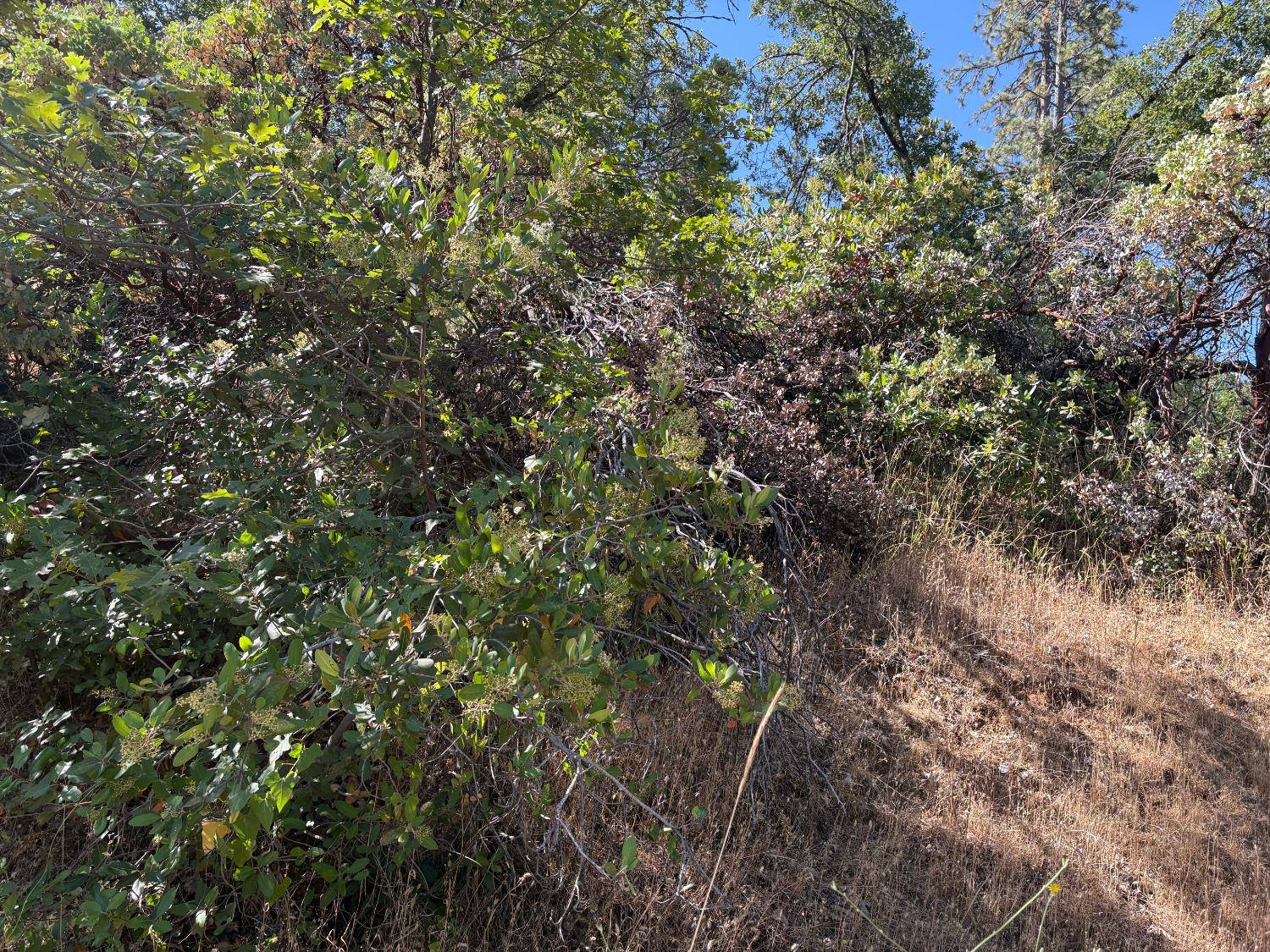Colfax, CA 95713,20790 Indian DR