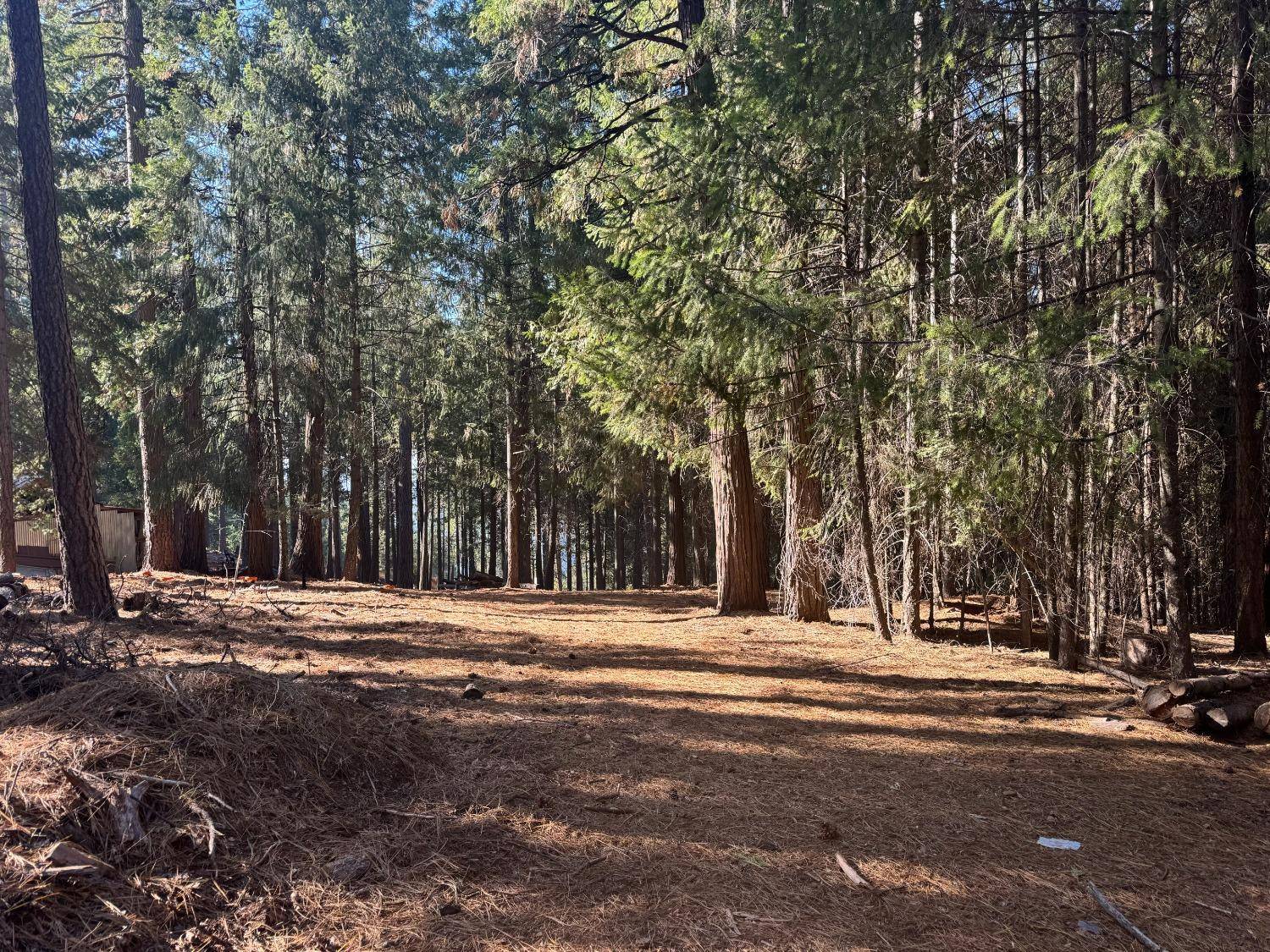 Grizzly Flats, CA 95636,5497 Pine Ridge DR