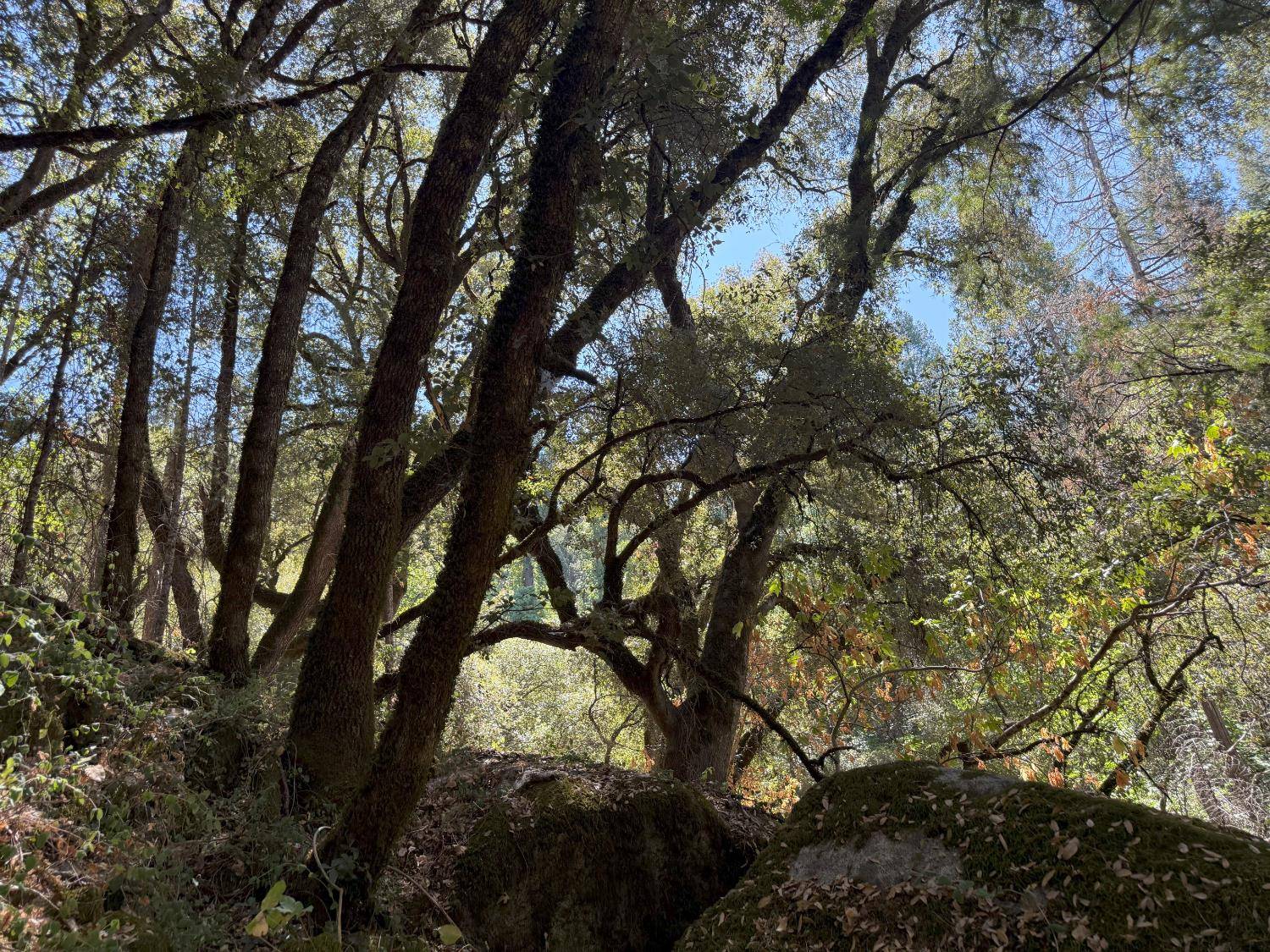 Nevada City, CA 95959,14742 Boquest DR