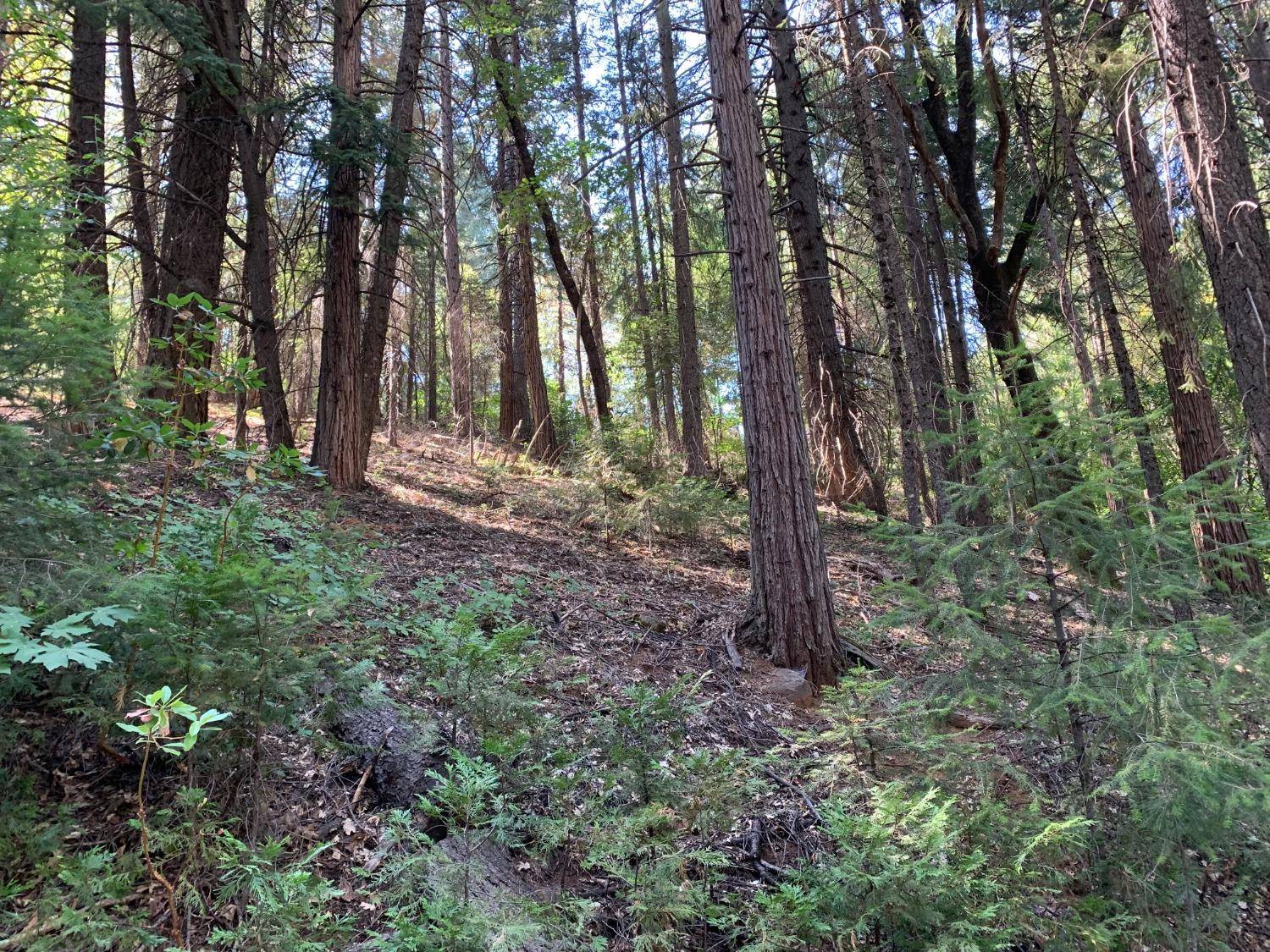 Pollock Pines, CA 95726,5727 Starkes Grade RD