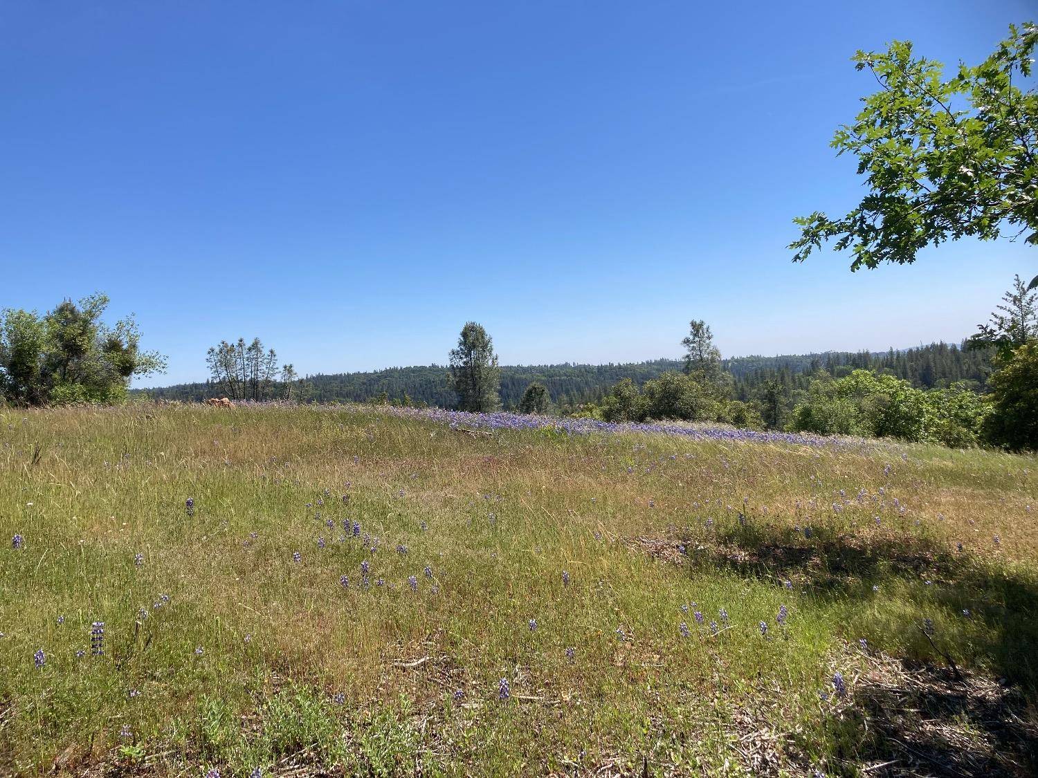 Sutter Creek, CA 95685,16688 Sonshine LN