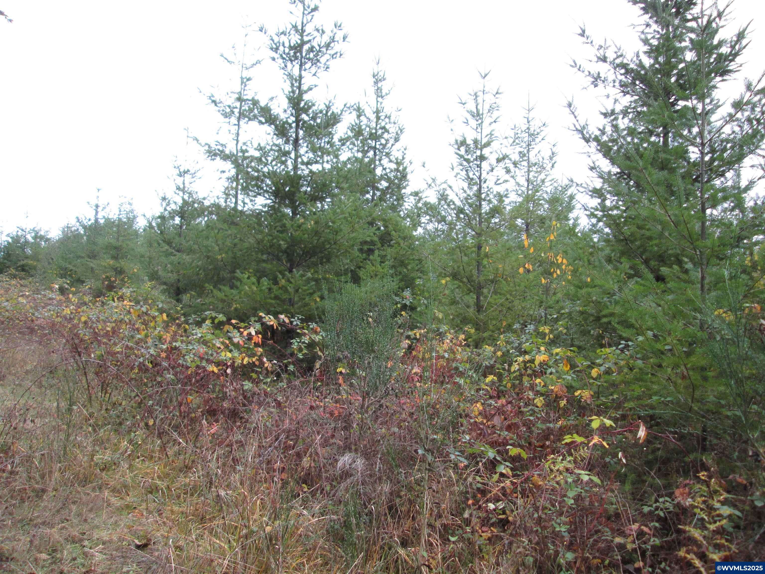 Blodgett, OR 97326,21166 (next to) Byrd Ln