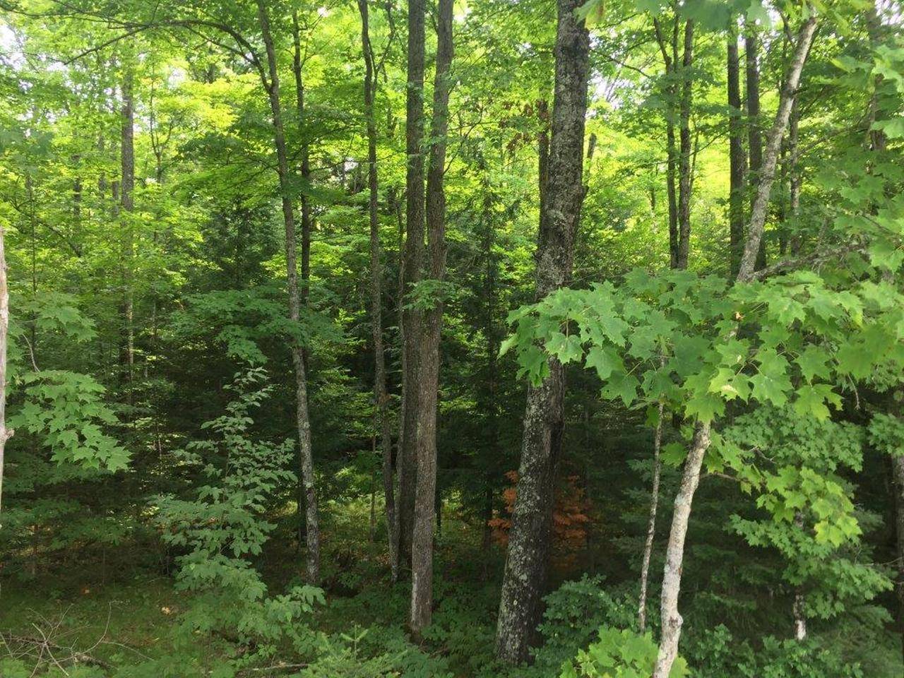 Pelican Lake, WI 54463,Lot 7 OLD ELCHO RD