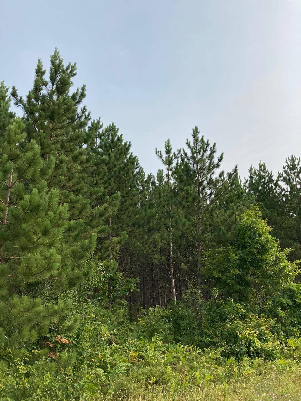 Tomahawk, WI 54487,ON LITTLE RICE DAM RD