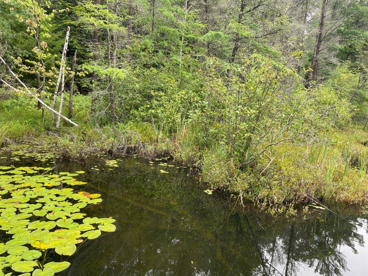 Three Lakes, WI 54562,ON GREEN BASS CR #Lot 18