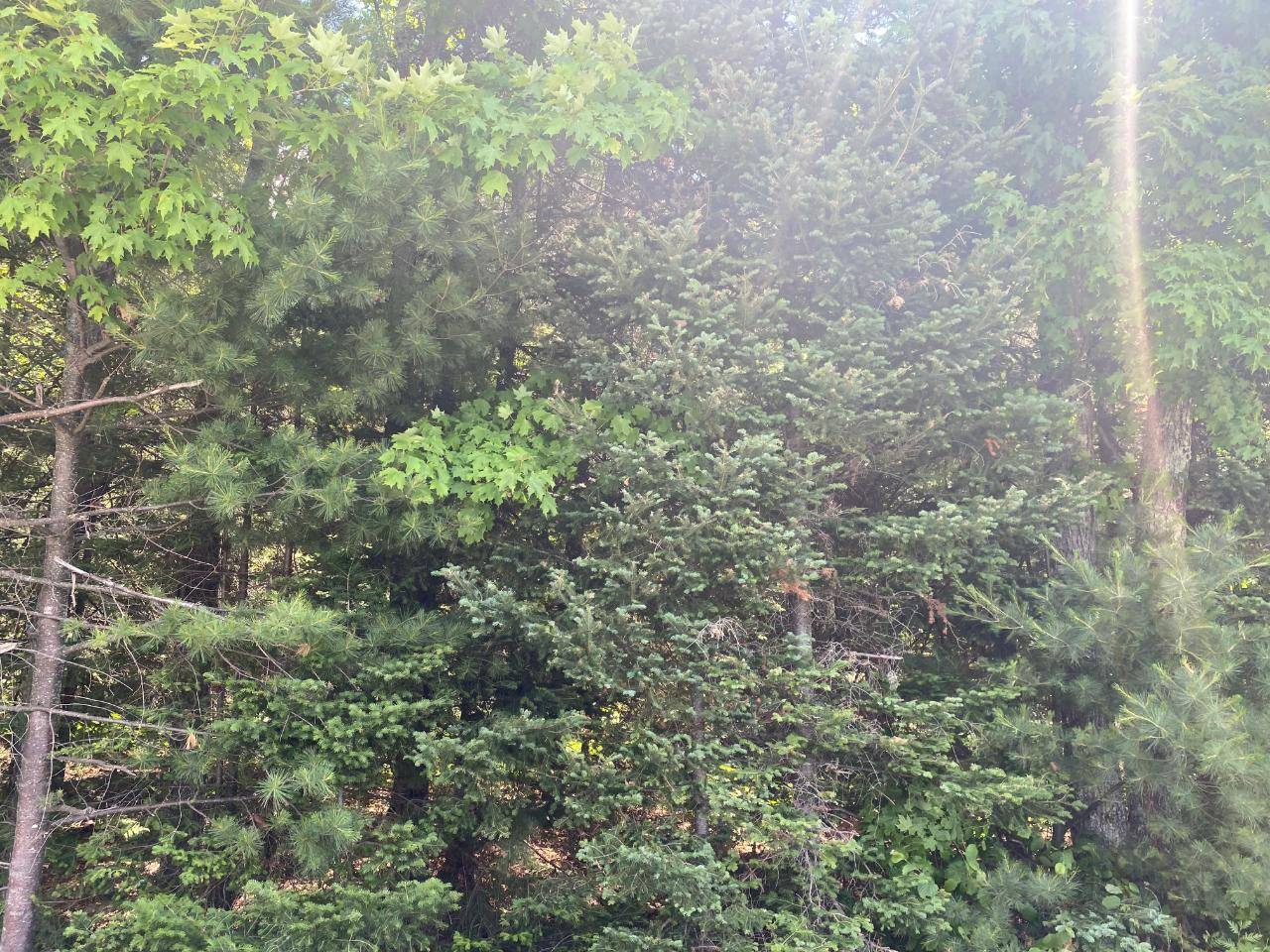 Three Lakes, WI 54562,Lot-8 JAVEN RD